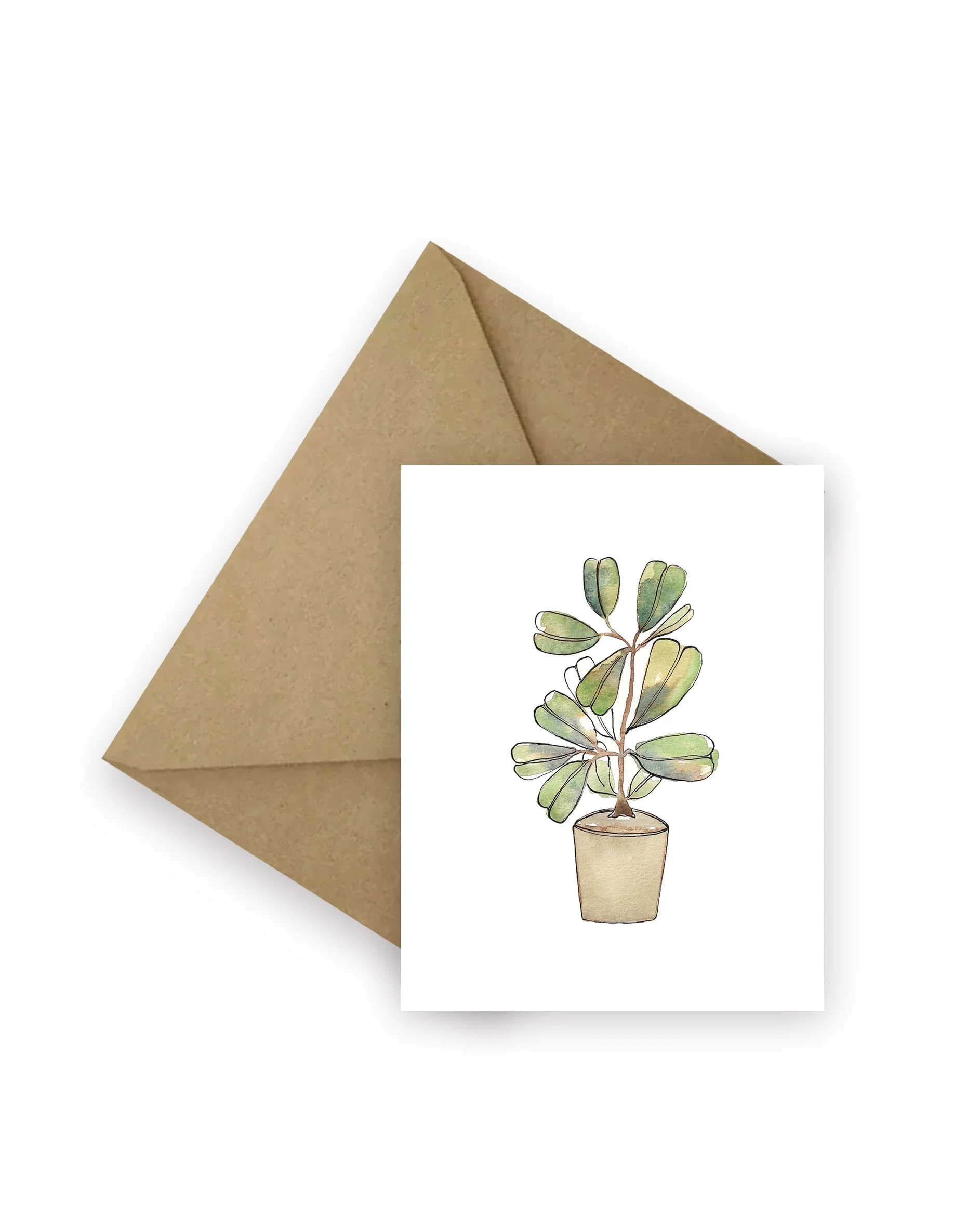 Fiddle Leaf Fig Plant