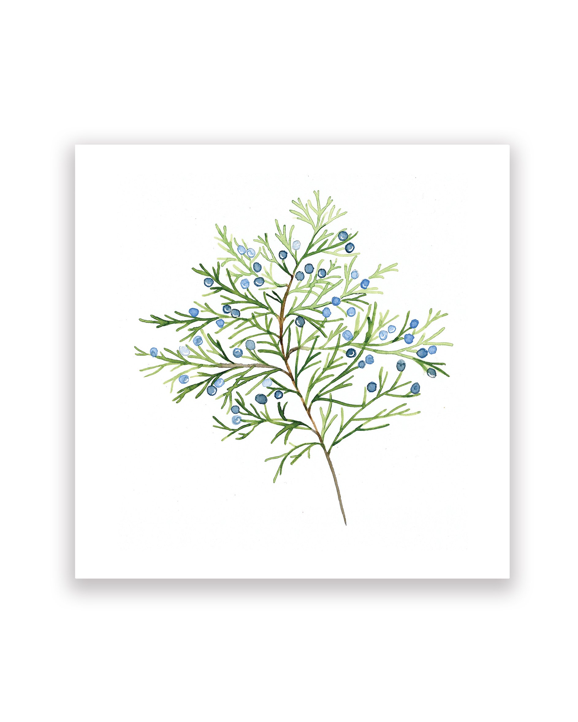 Juniper Print 8x8