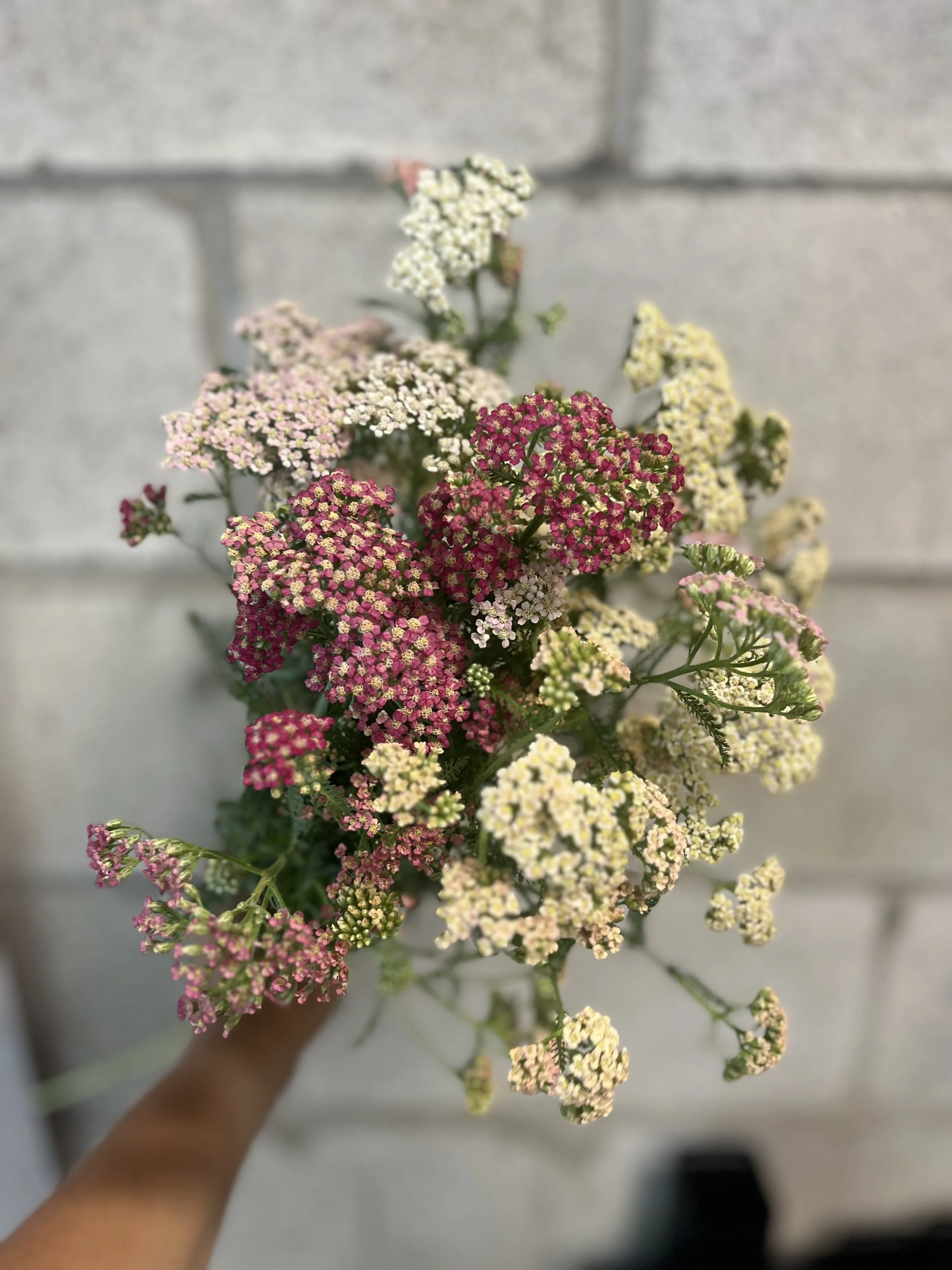 IMG_9011.jpeg