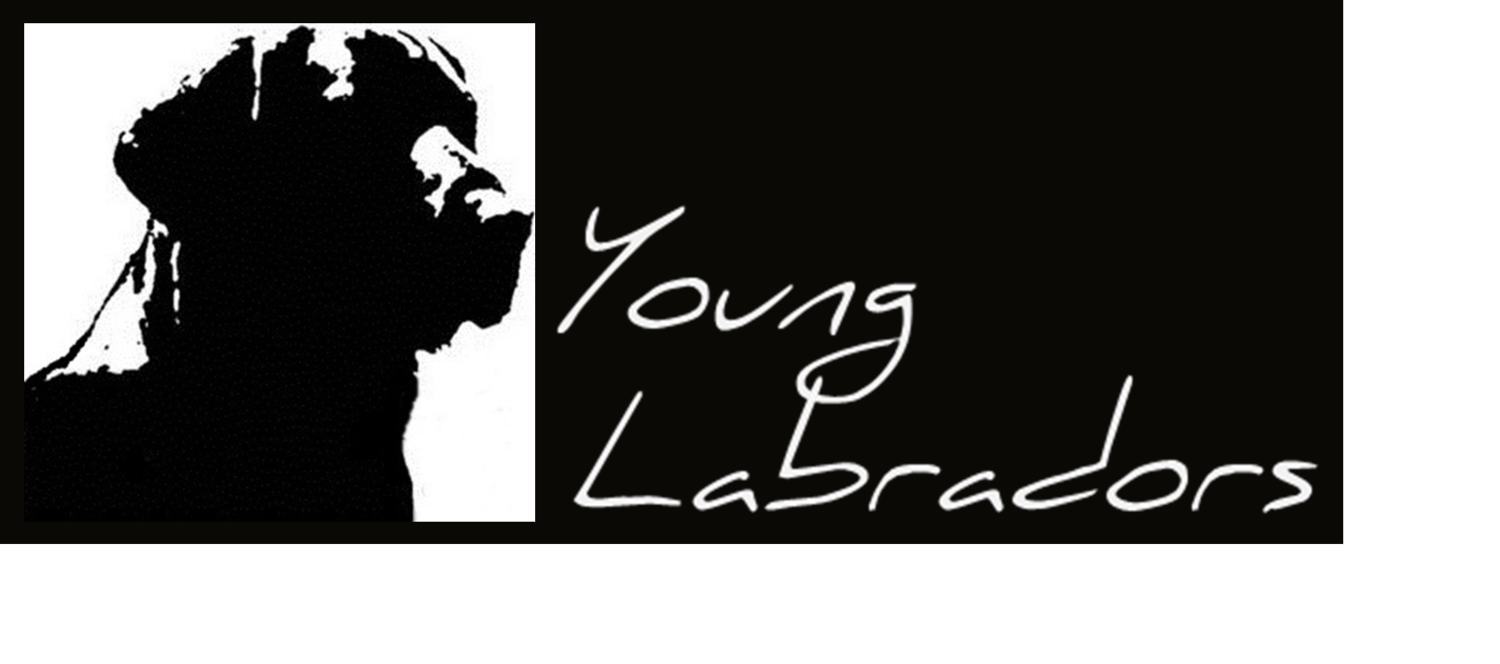 Young Labradors