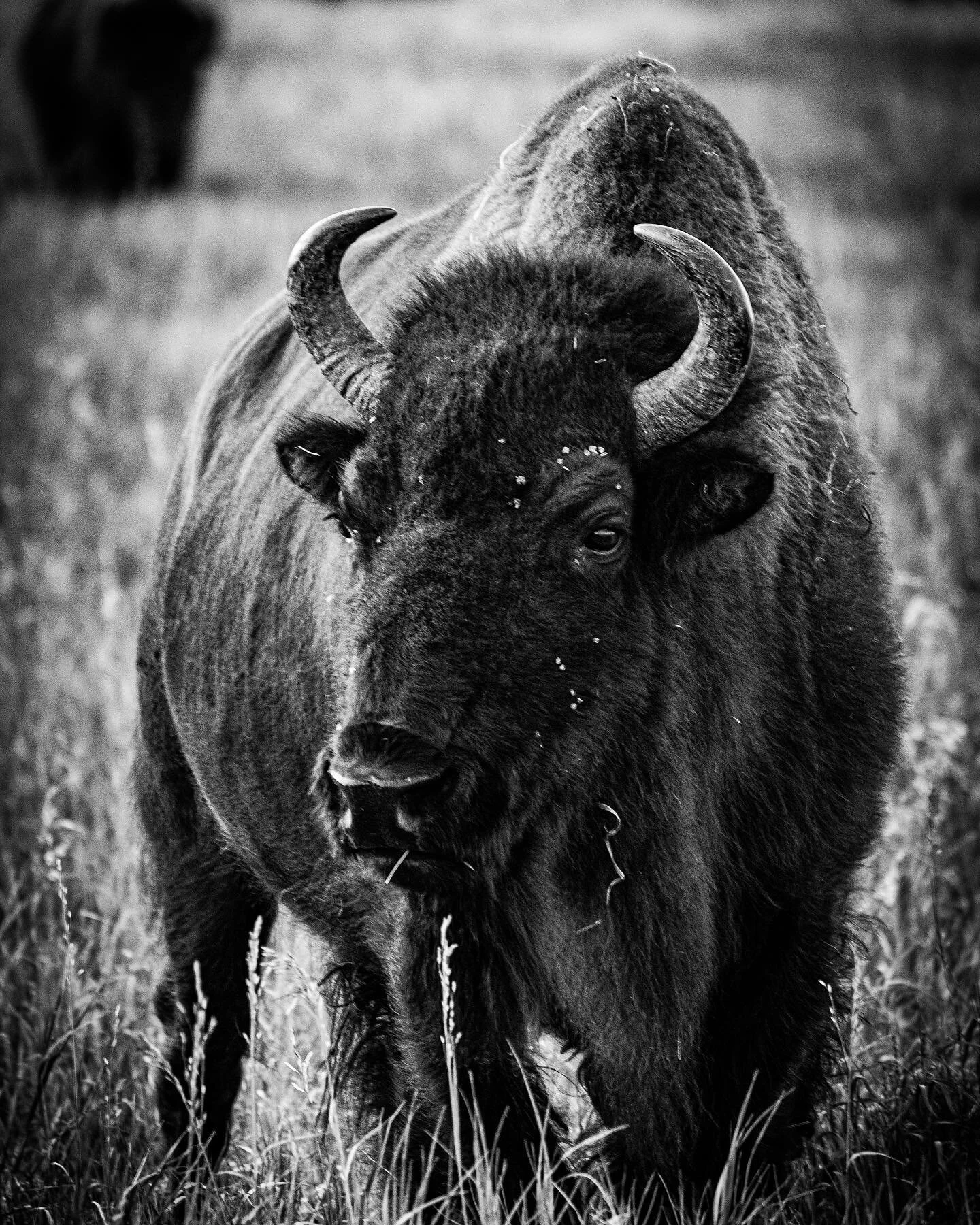 Bison