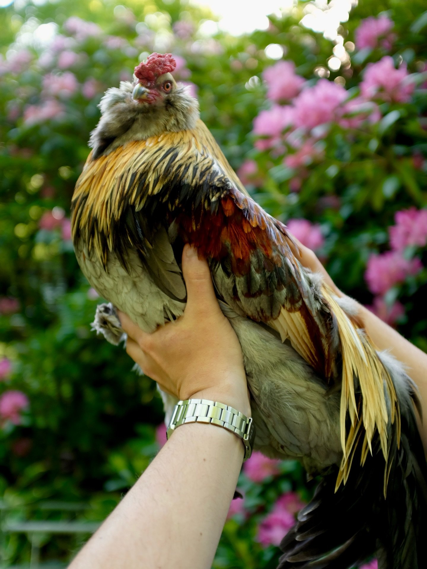 I wrote this essay from my rooster&rsquo;s pov for a local magazine, and they turned it down lol. Enjoy -

My name is Picasso.

Once, a god sneezed and I appeared: feathered, formidable, and entirely overqualified. My neck arches like a challenge. Ta