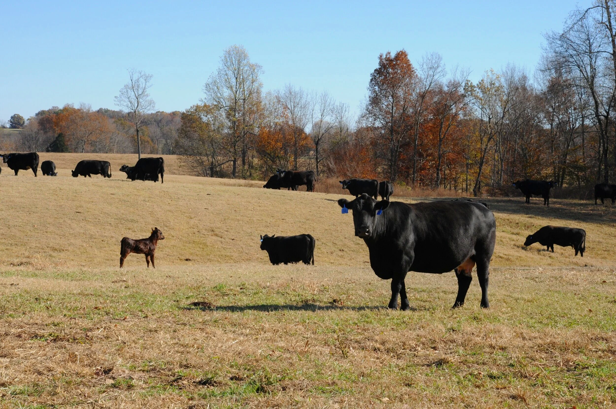 Cherry Farms High Quality Beef Beef Quality Assurance Certified