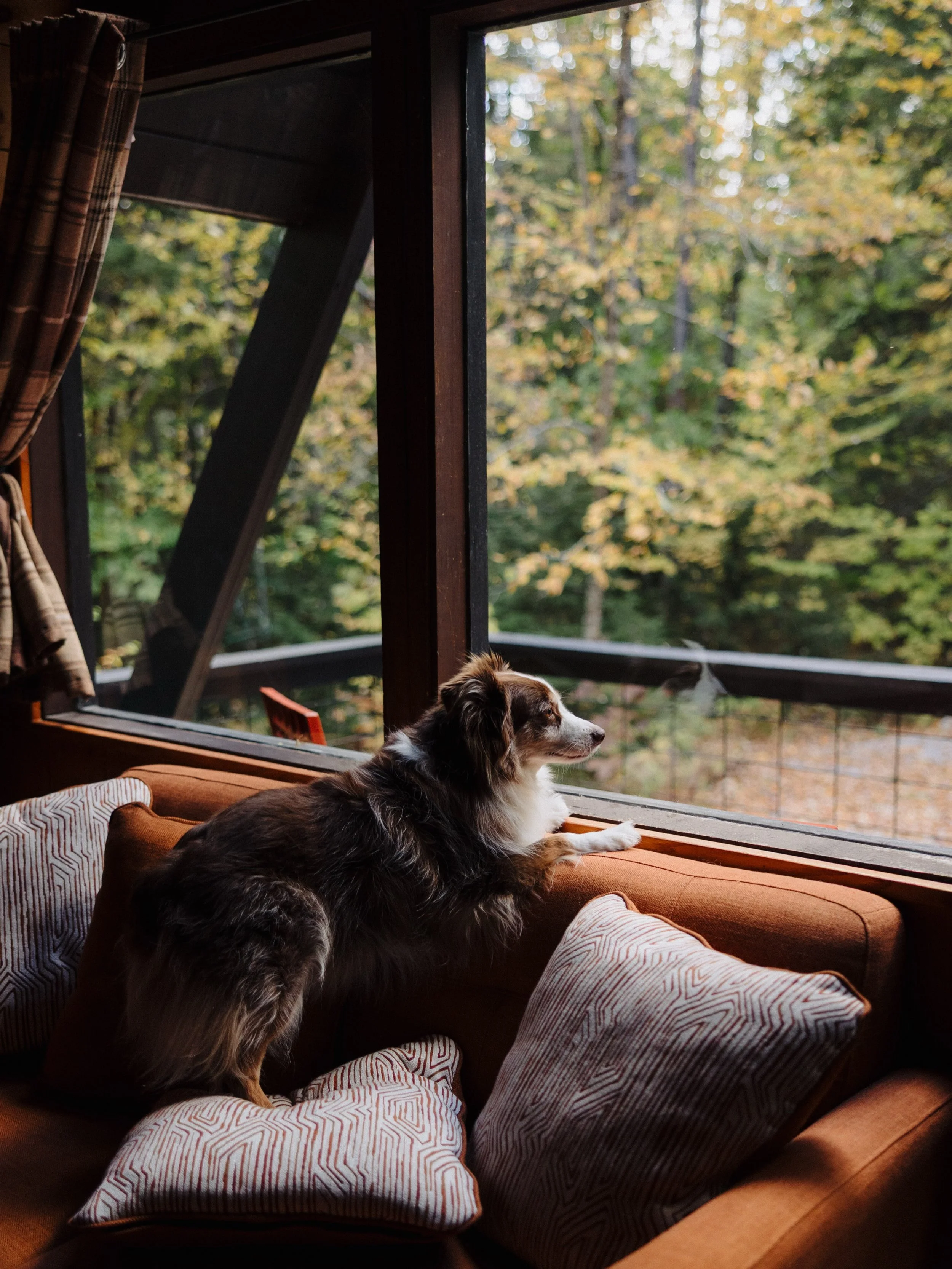 Took lil Bean to NH 🍂🐻🥾⛰️🧡