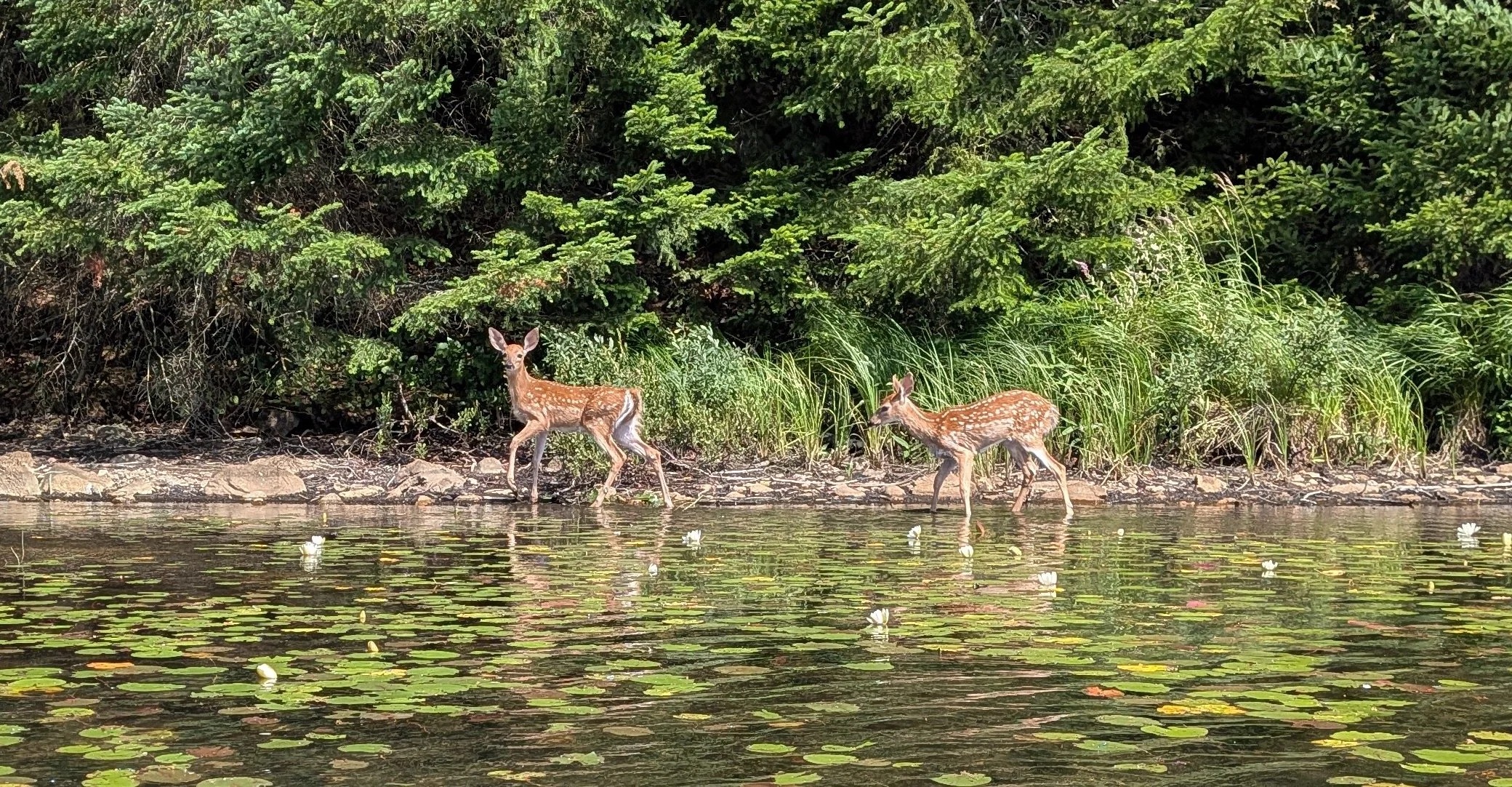 Friendly Fawns