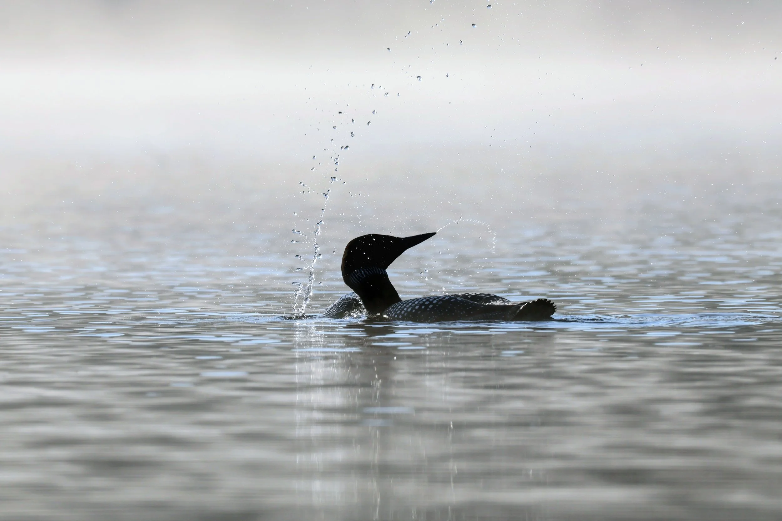 Loon at Play