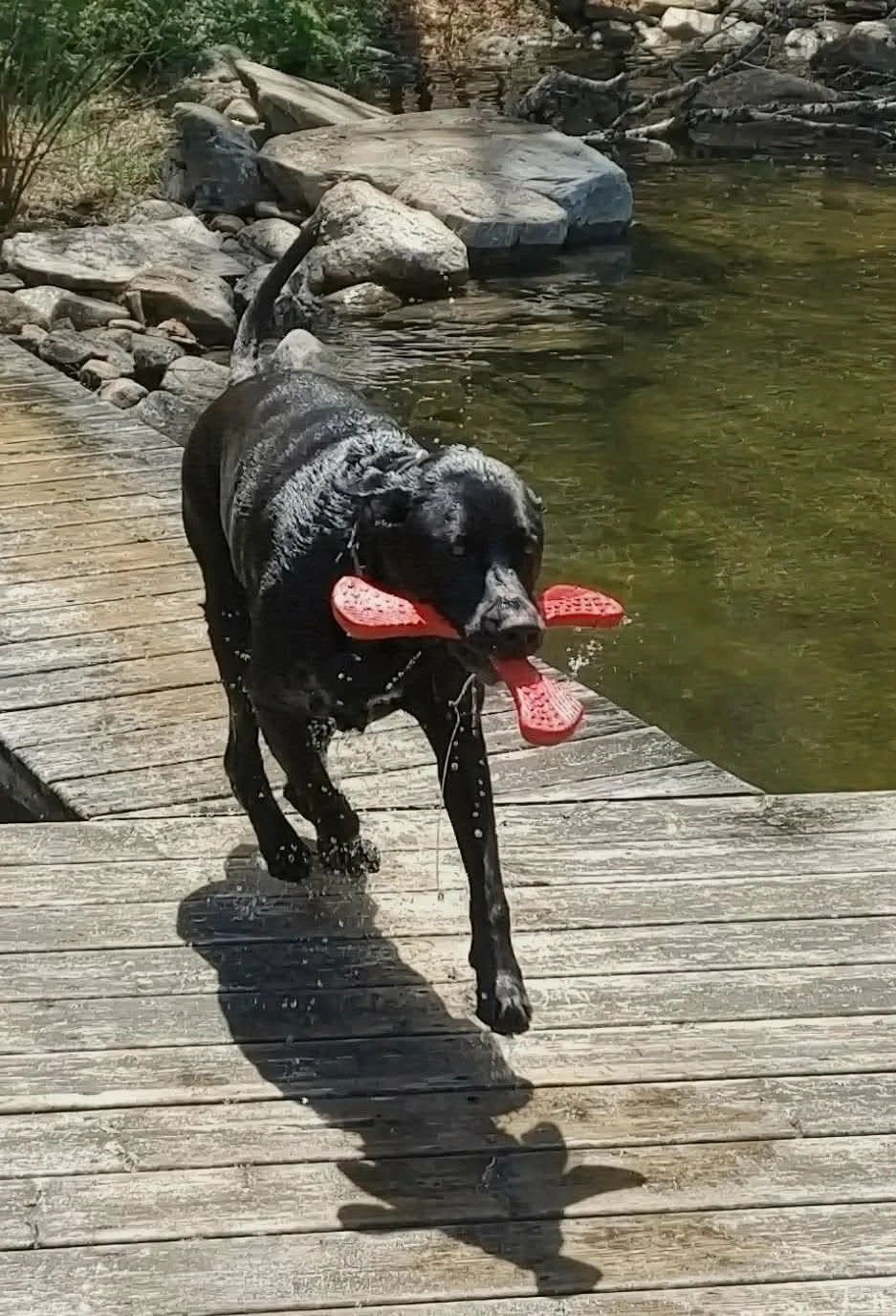 Dog Toy