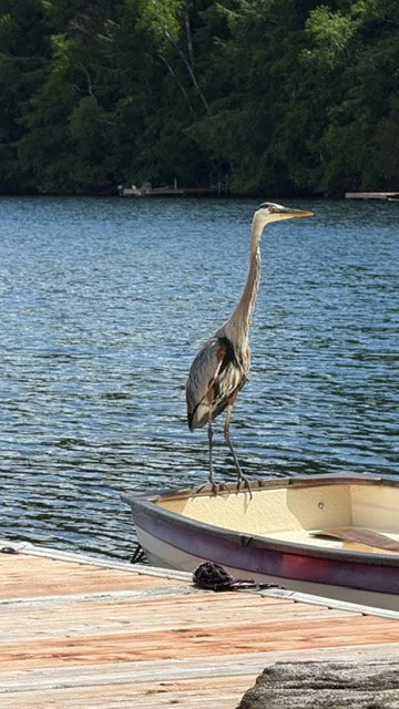 Heron on my Boat!