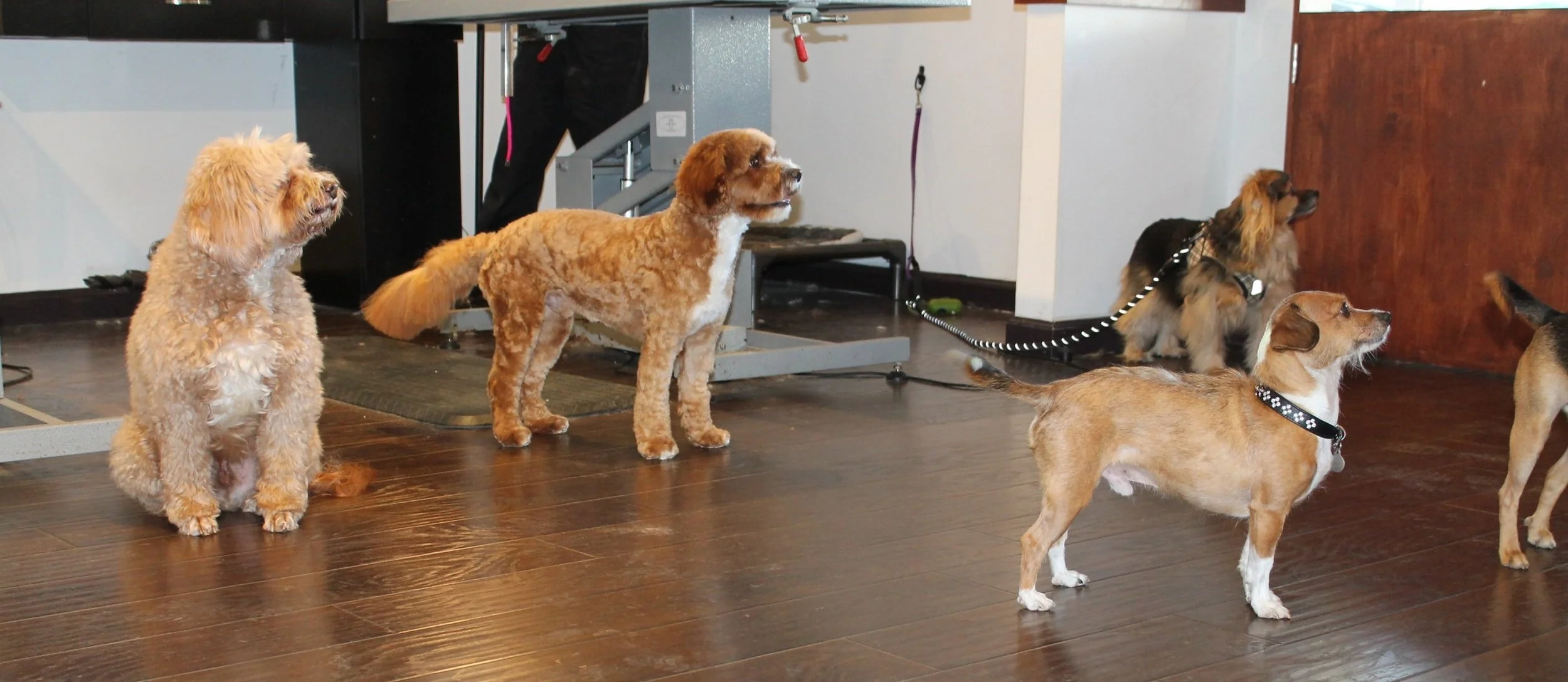 The Pawber Shop SF