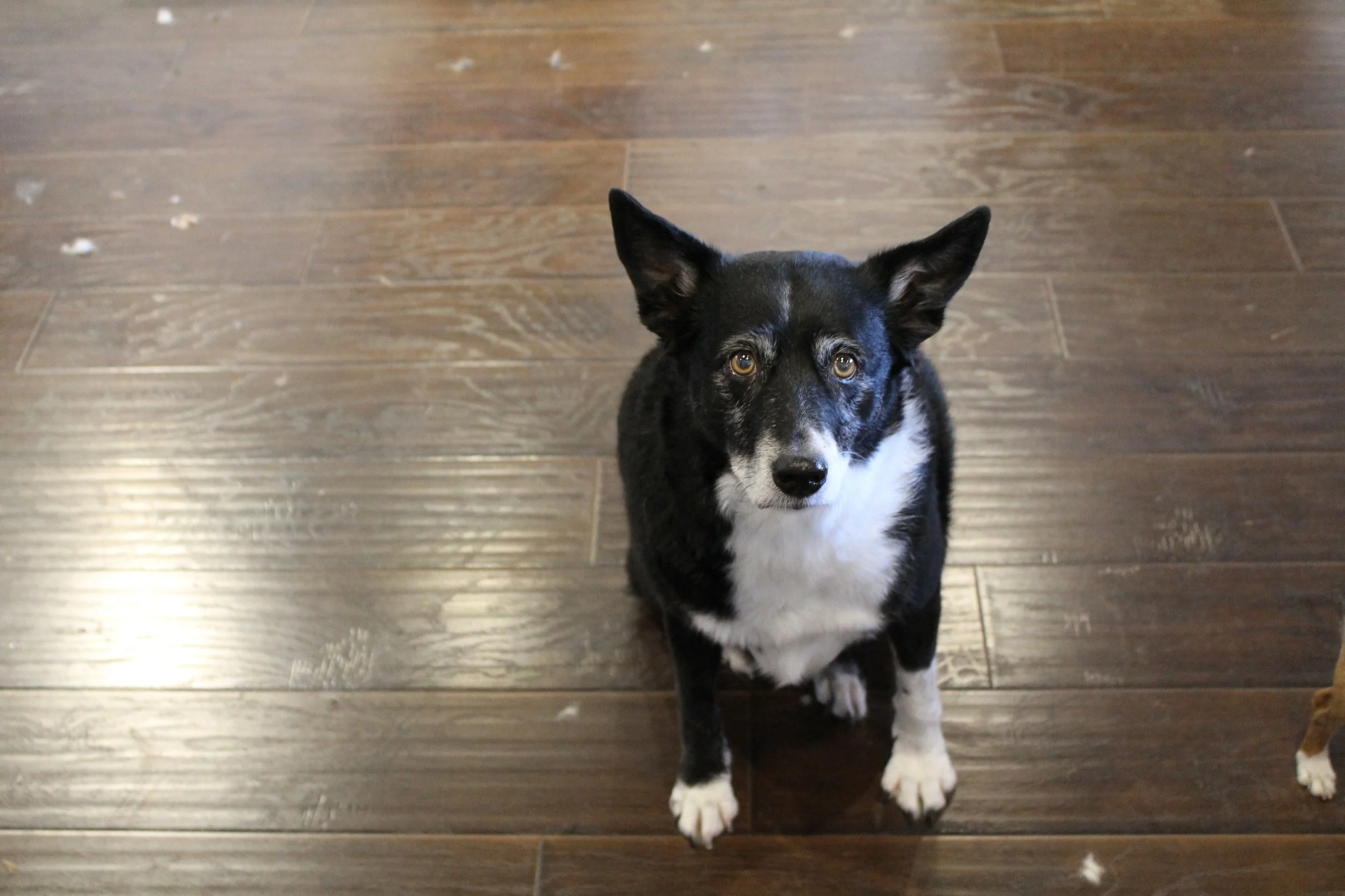 The Pawber Shop SF