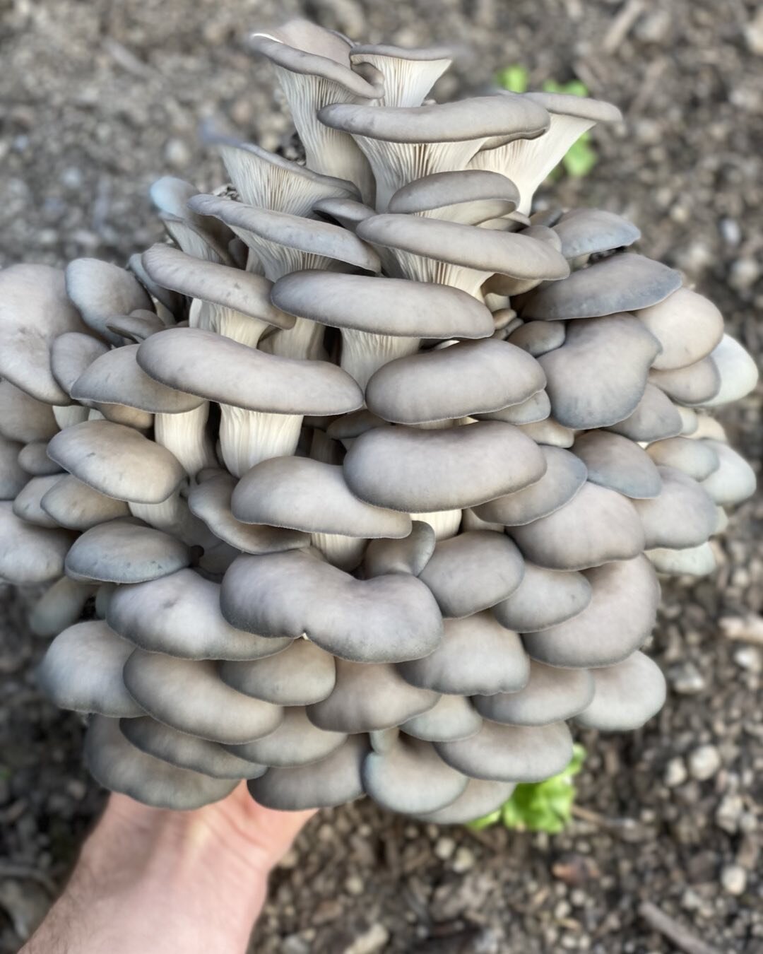 We are starting to harvest our Blue Oyster mushrooms earlier in their cycle, it helps for them to stay fresh longer and retain some of their more blue colors.