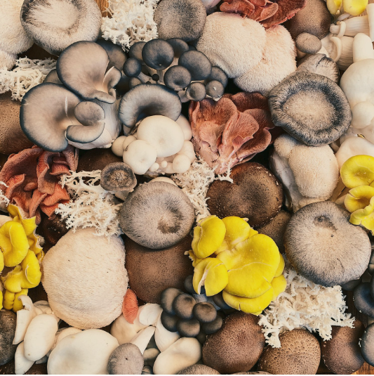 Mushroom Chef Box!! Free insulated Shipping!!