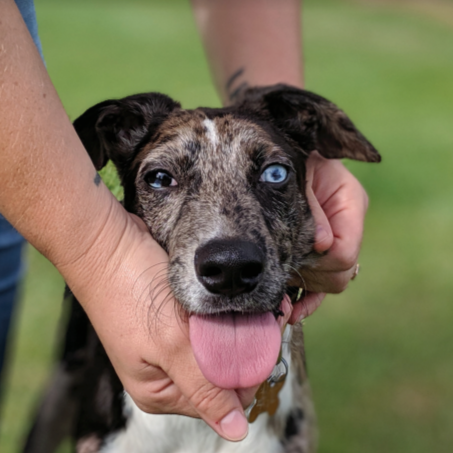 Cause 4 Paws Quarterly Newsletter