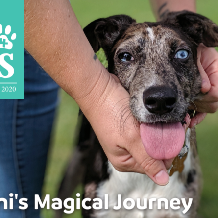 Cause 4 Paws Quarterly Newsletter