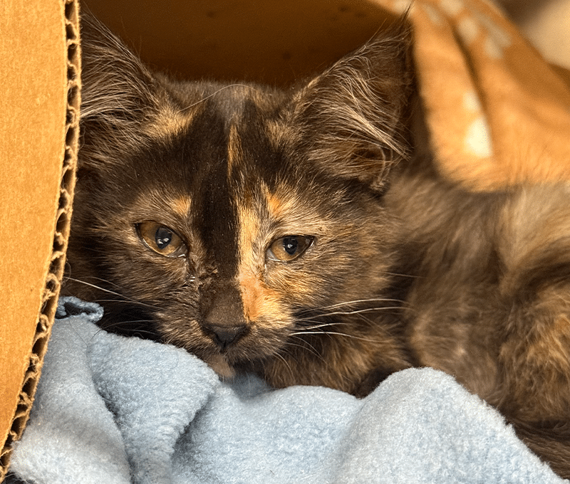 Fighting for FIP Kittens: Nova's Story