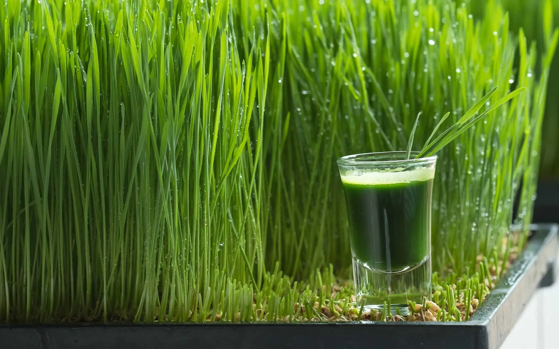 wheatgrass.jpeg