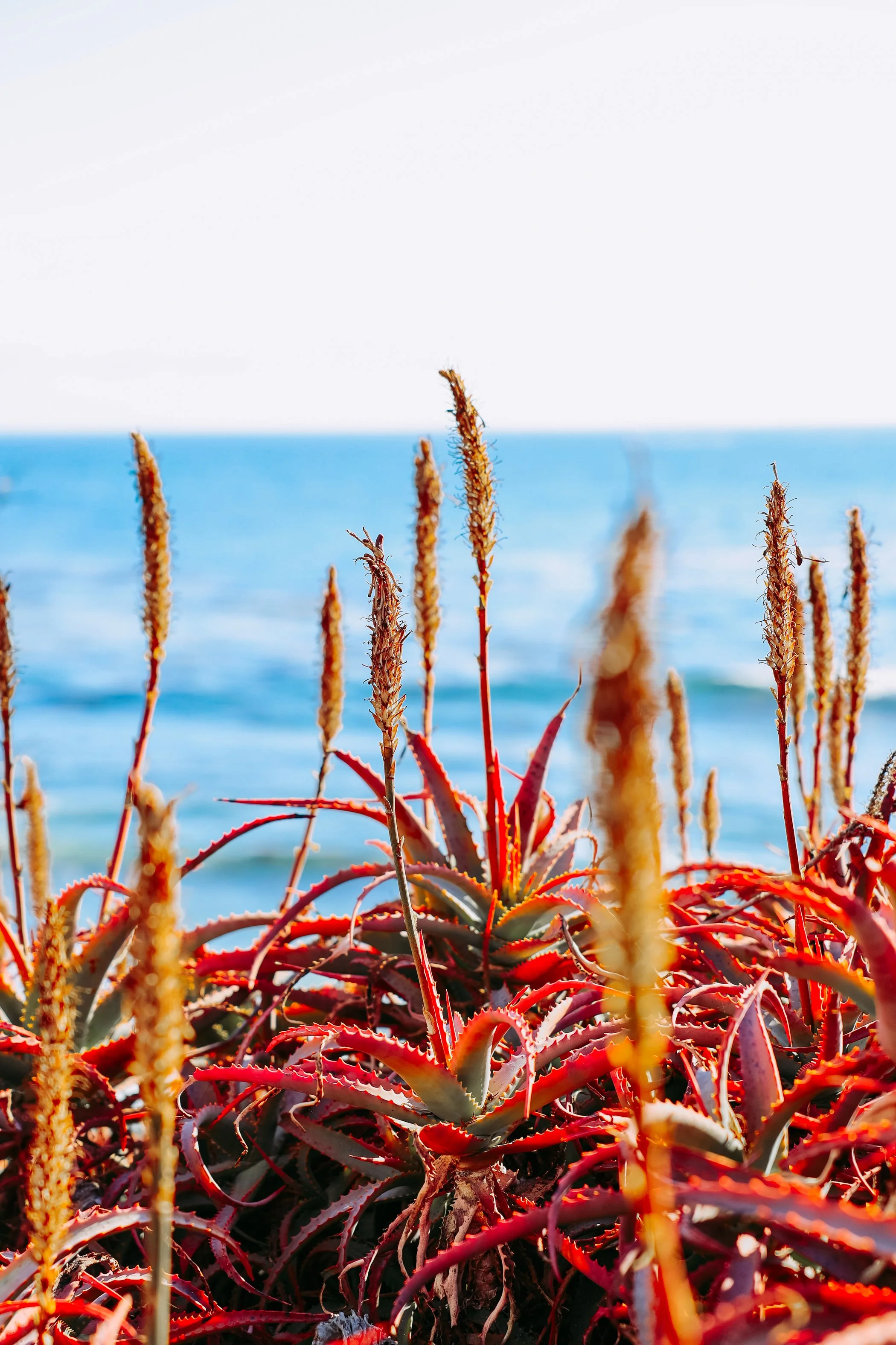 Close-up of red and purple succulent plants with tall, dry stalks in front of a blue ocean and clear sky.