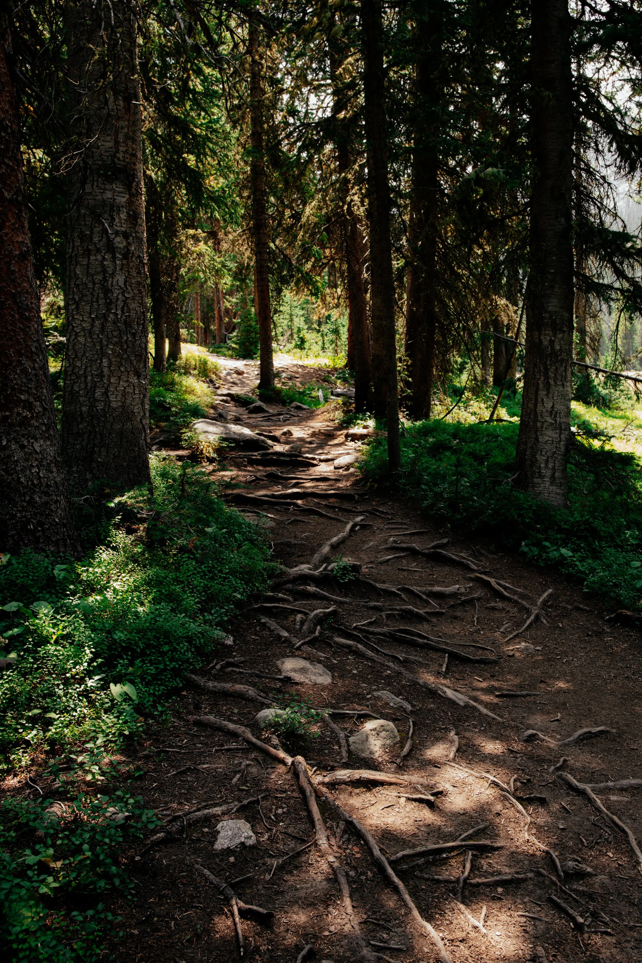 A dirt trail in a forest with tree roots and rocks, surrounded by dense green foliage and tall pine trees.