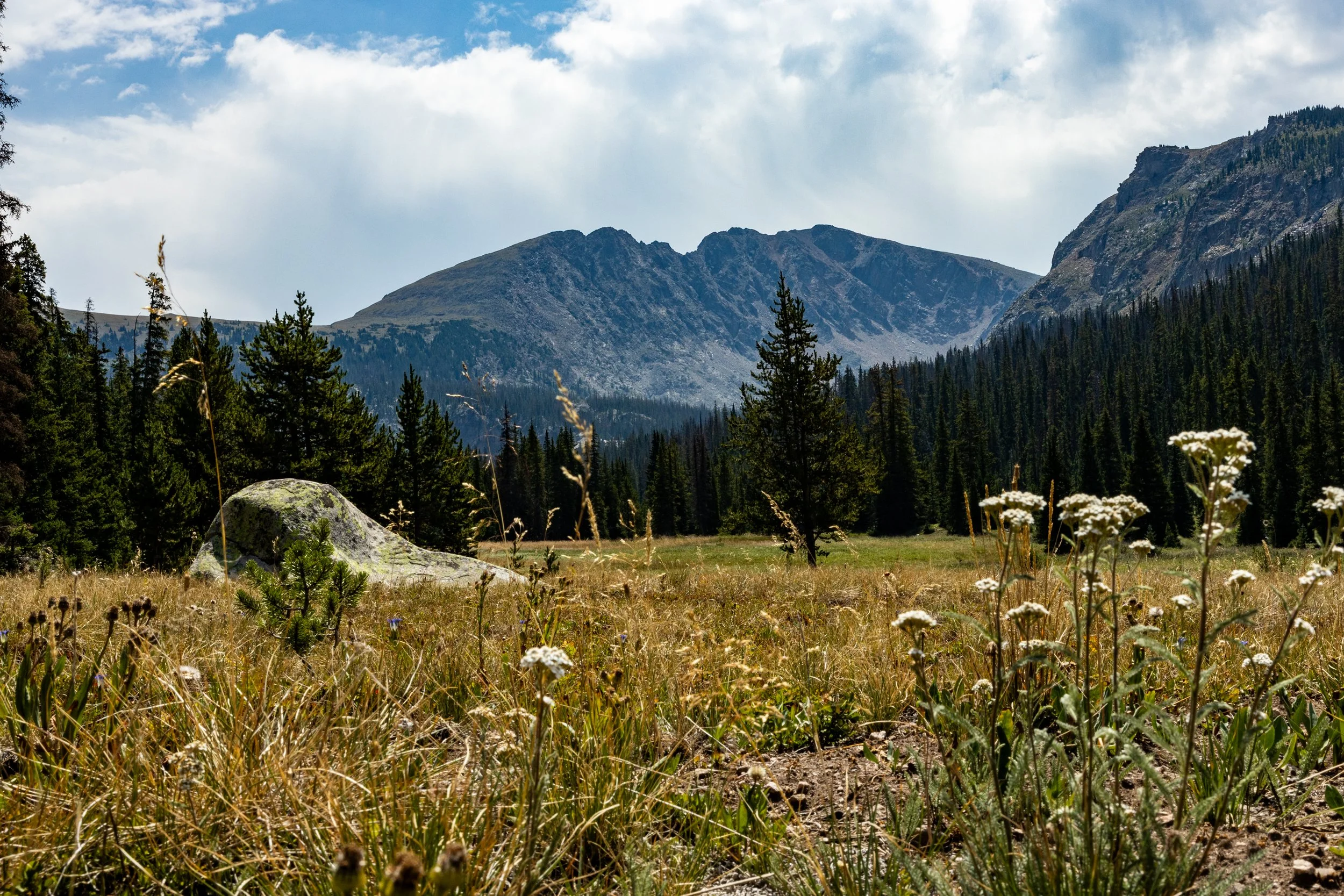 A mountain landscape with rocky peaks, green trees, and a grassy foreground with wildflowers.
