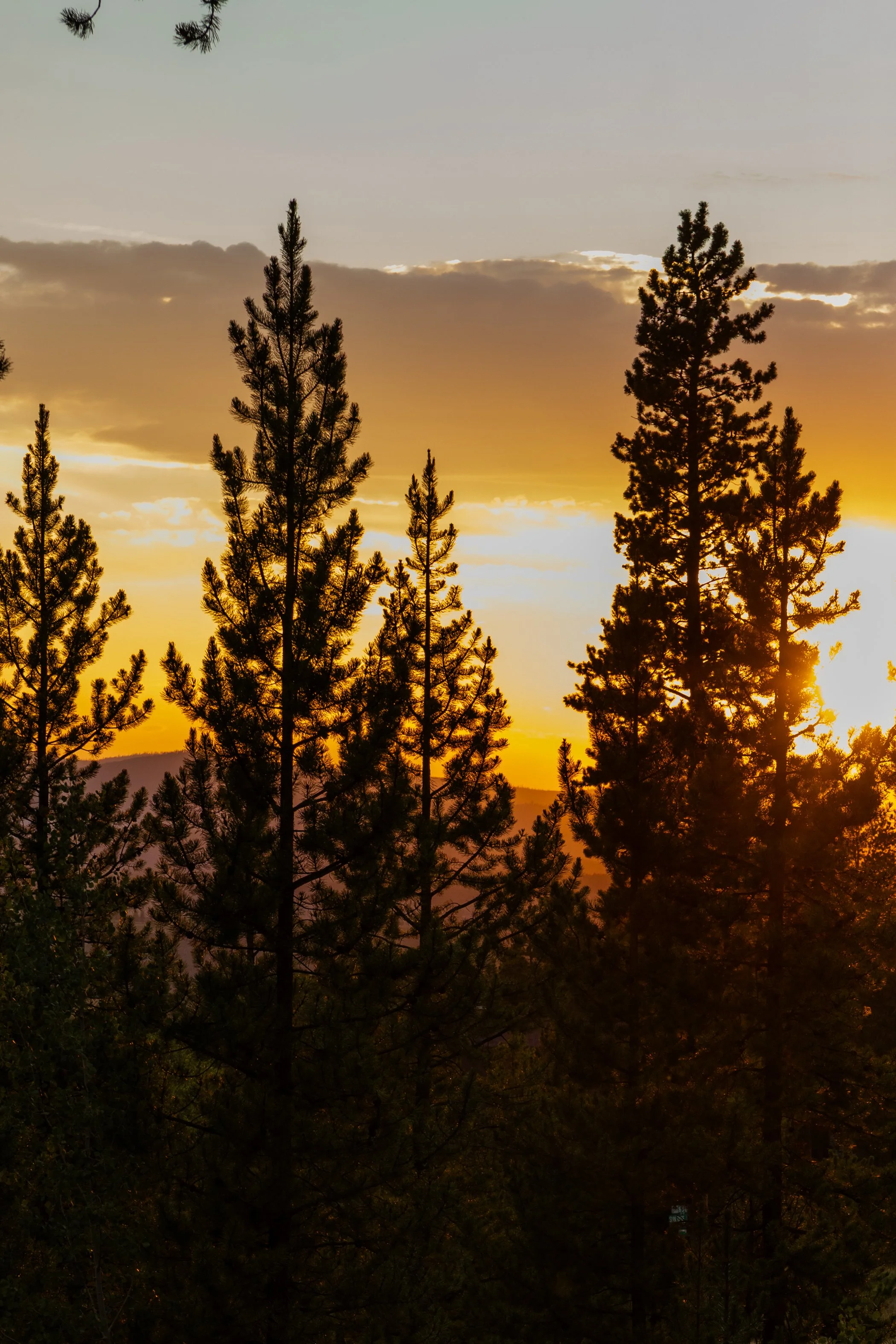 Silhouetted trees against a sunset sky with clouds and a warm yellow-orange glow.