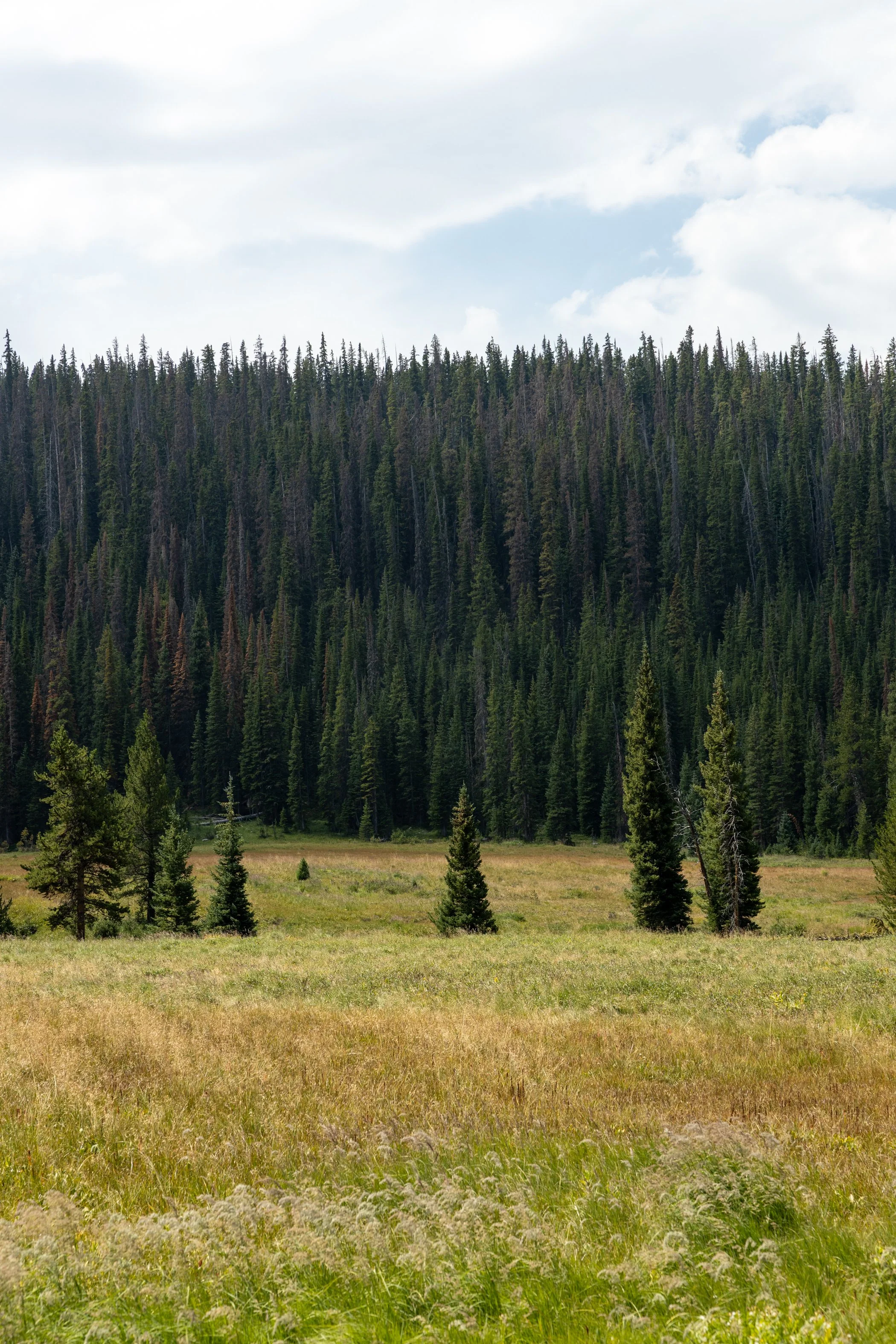 A landscape with a grassy meadow in the foreground, a hillside with tall coniferous trees in the middle ground, and a partly cloudy sky overhead.