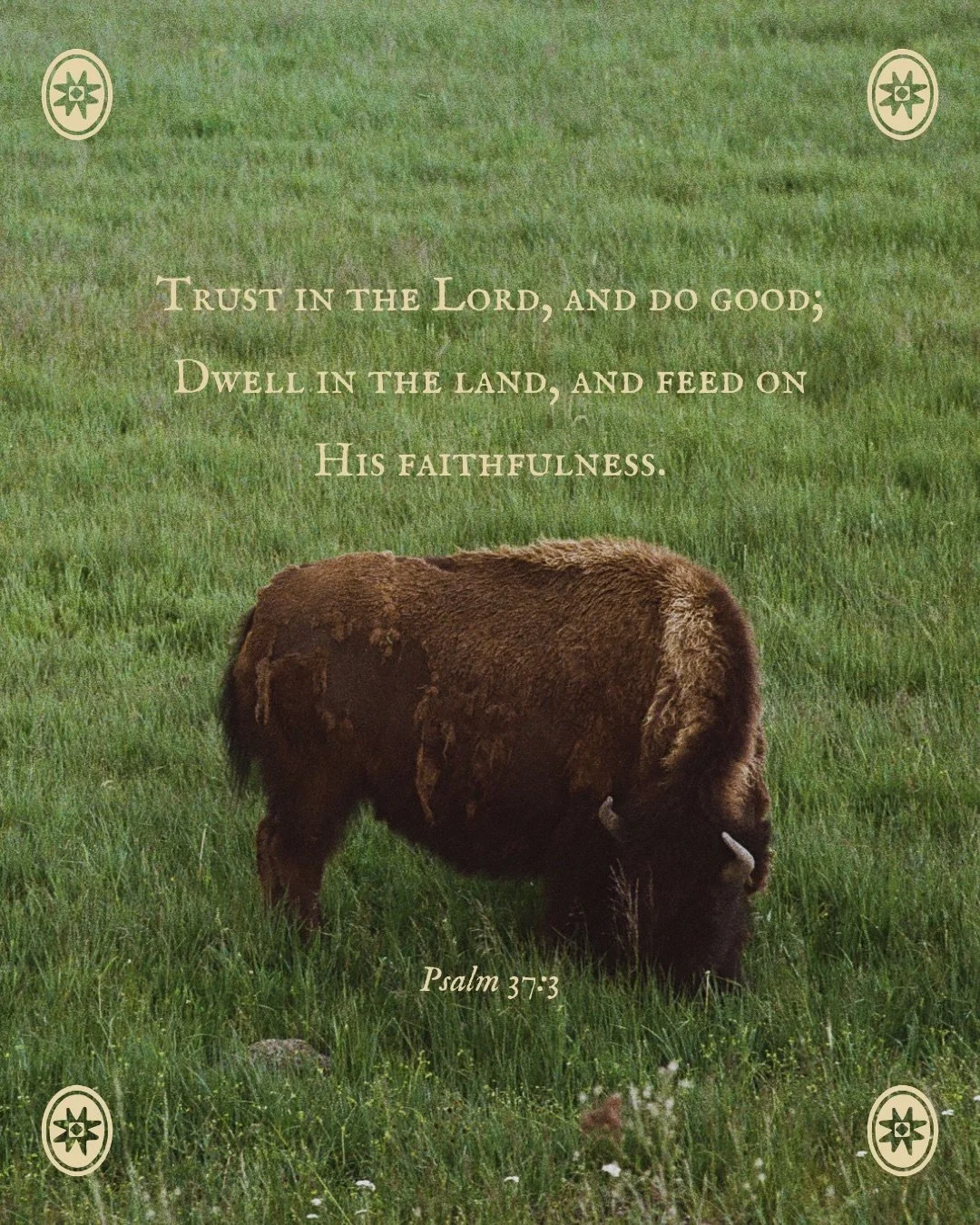this one&rsquo;s been on repeat lately 

📷 Yellowstone Bison on 35mm film by yours truly

#35мм #yellowstone #psalm37