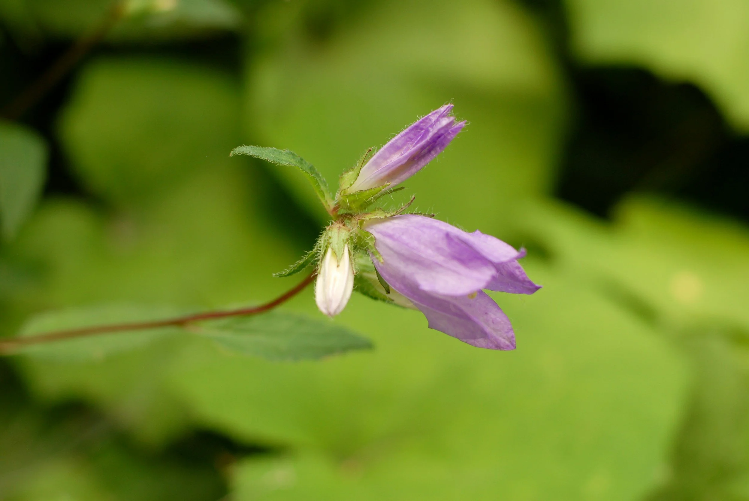 creeping bellflower