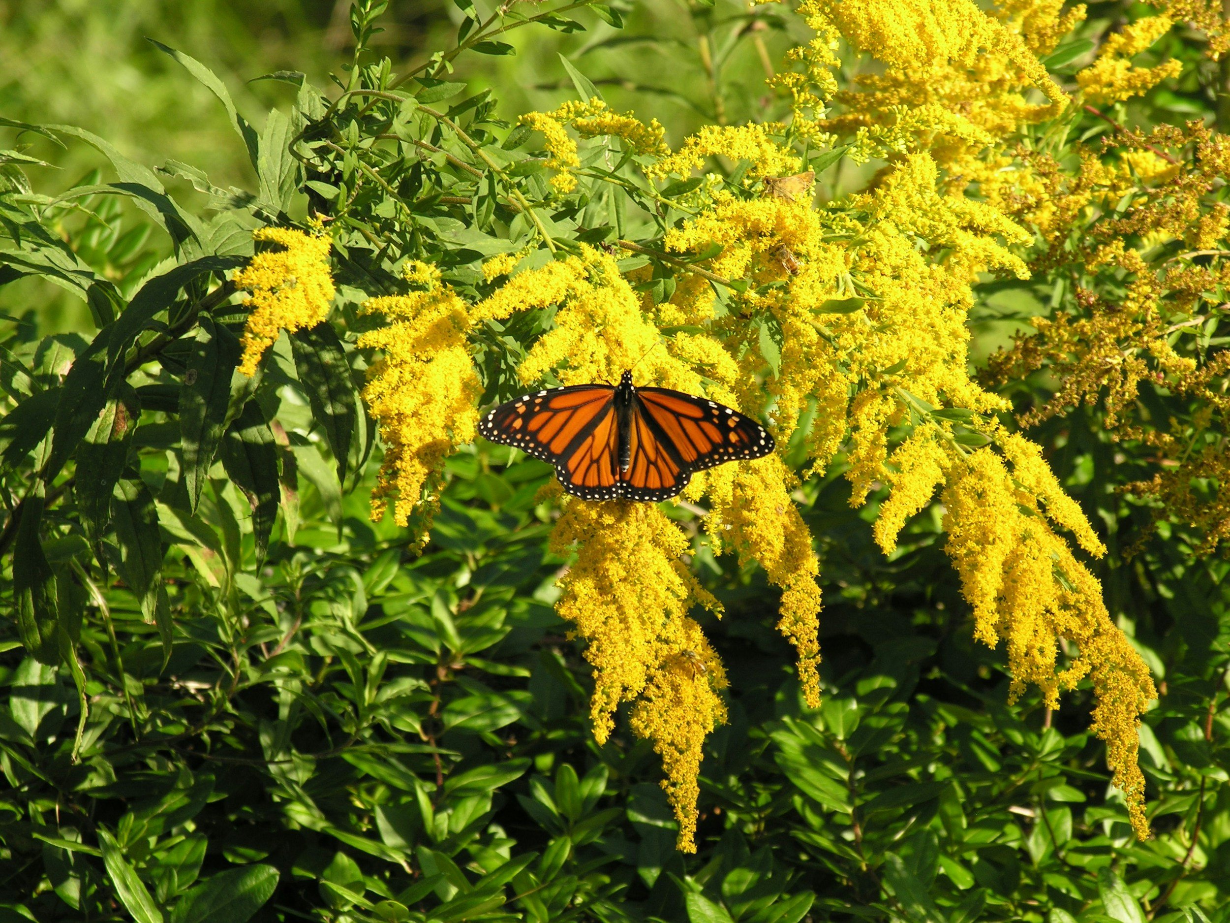 Why We Use Aggressive Native Plants