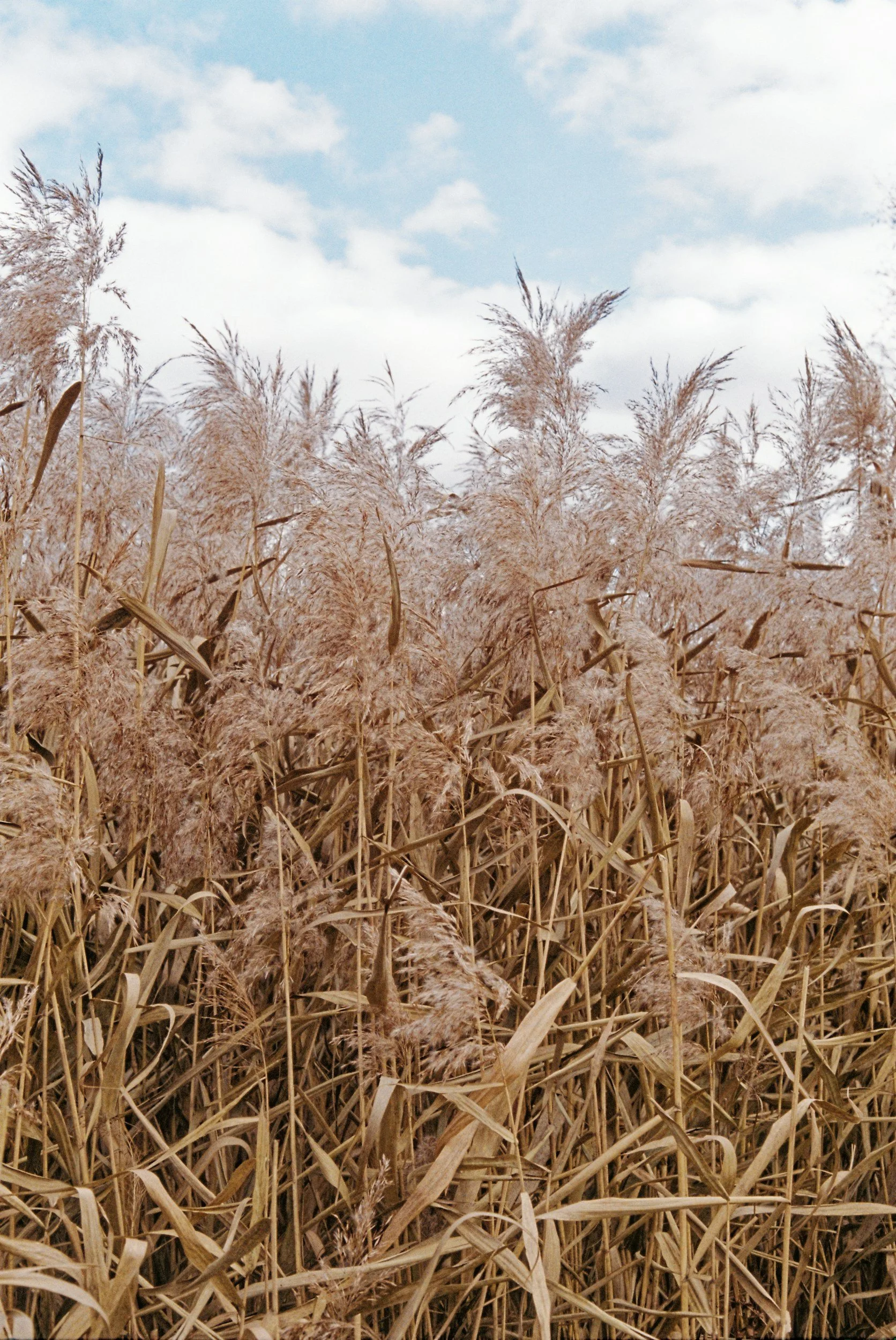 5 Invasive Shrubs &amp; Grasses We Remove and Replace