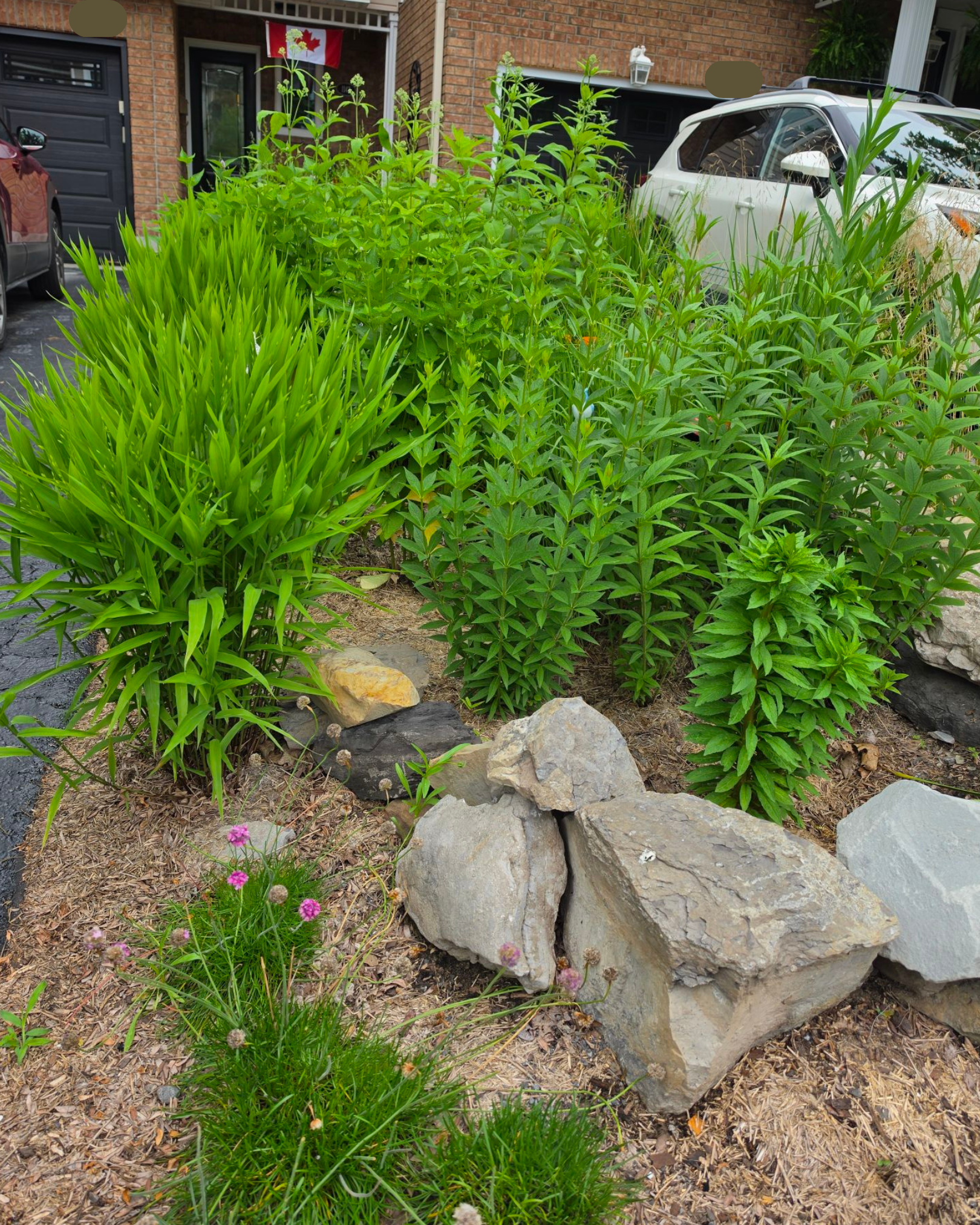 Ottawa Backyard Garden Restoration