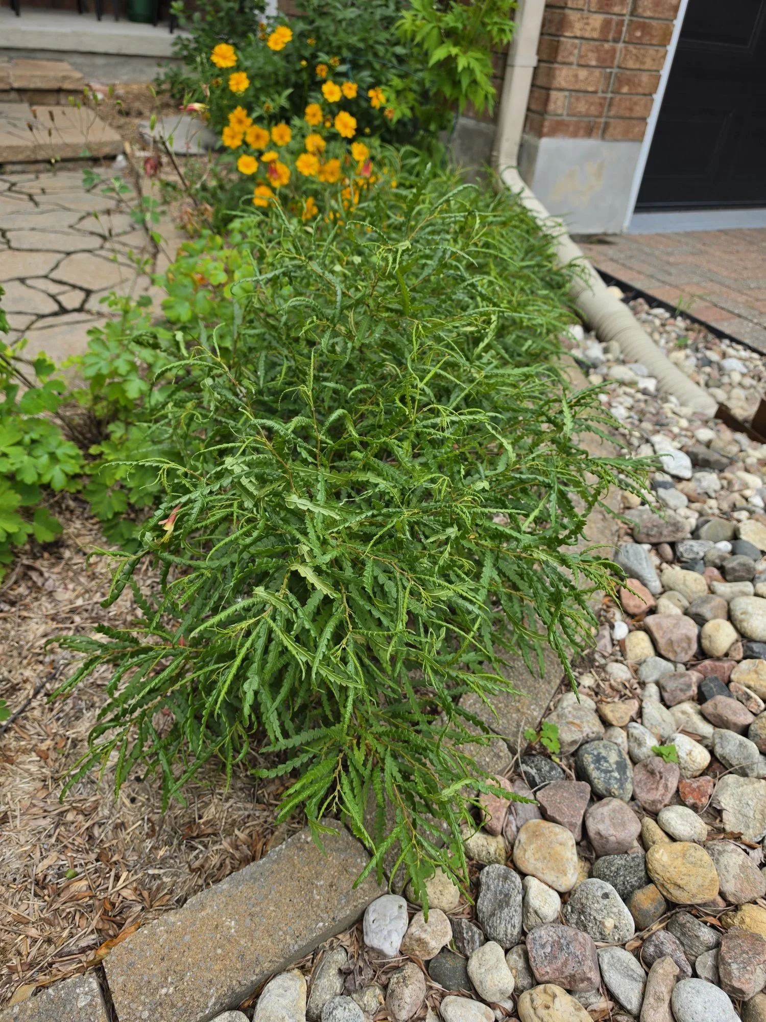 Ottawa native plant garden