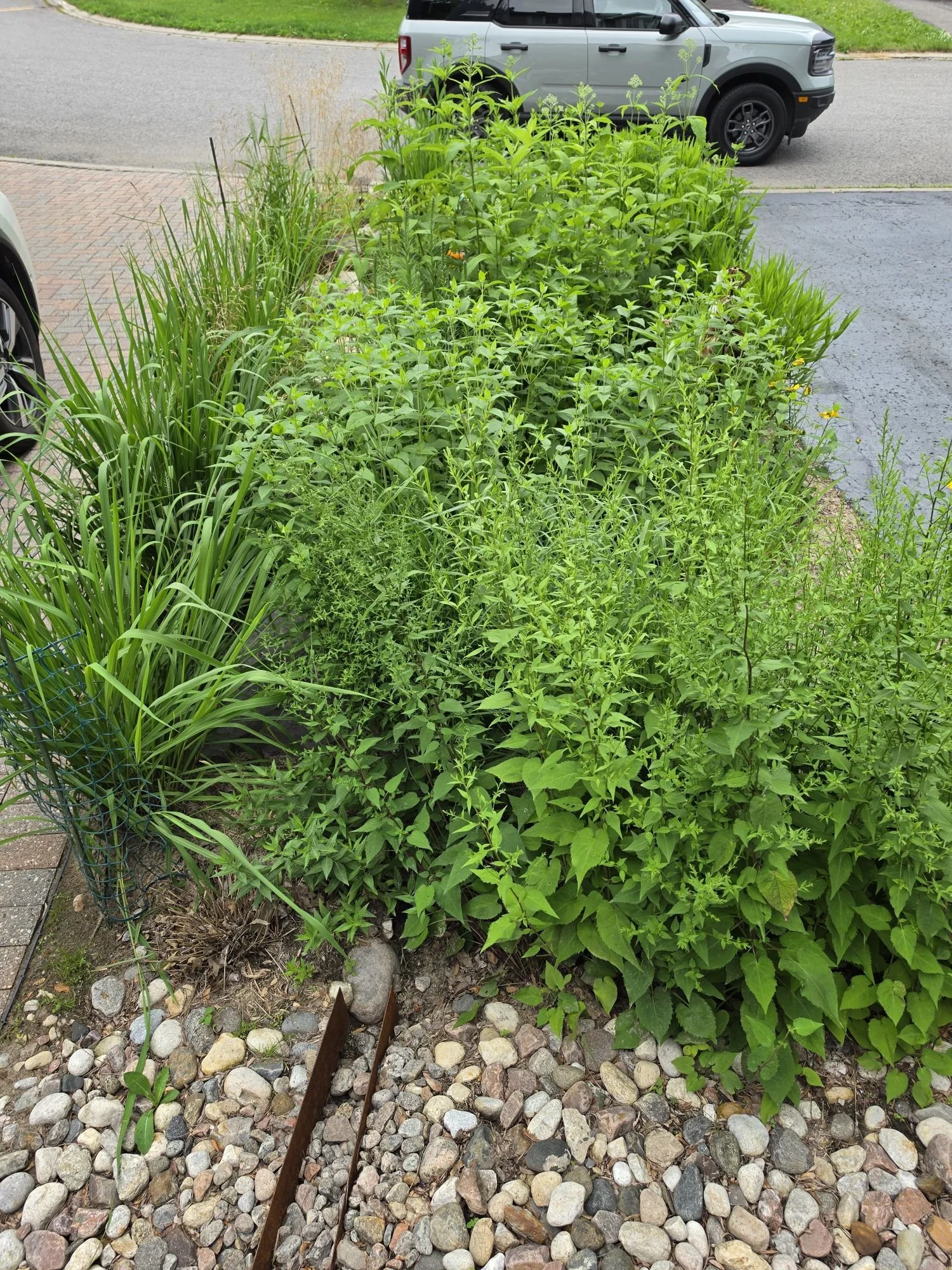 Ottawa rain garden