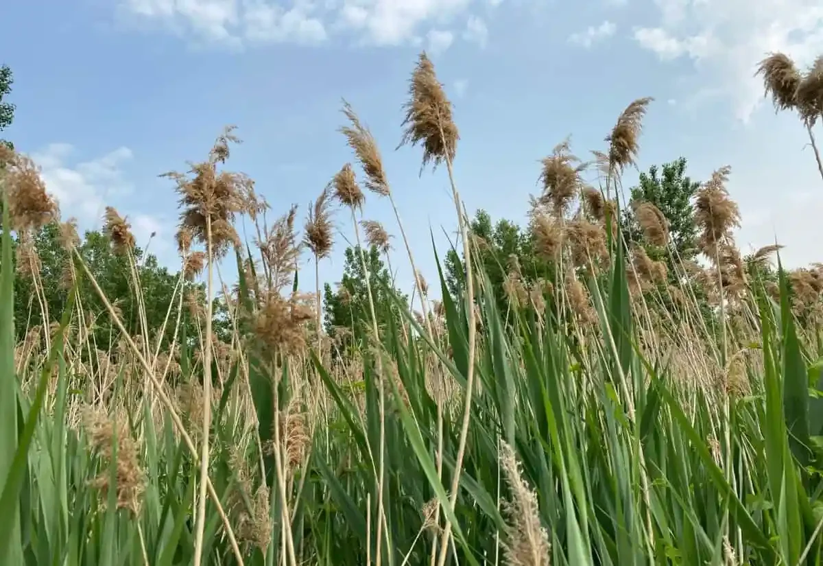 Phragmites