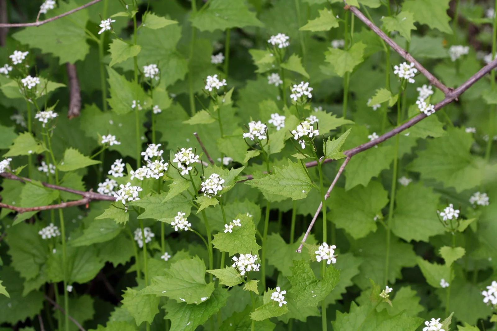 garlic mustard