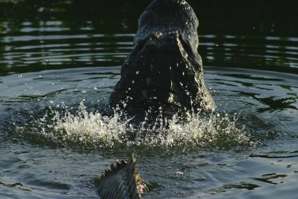 Like water off your back