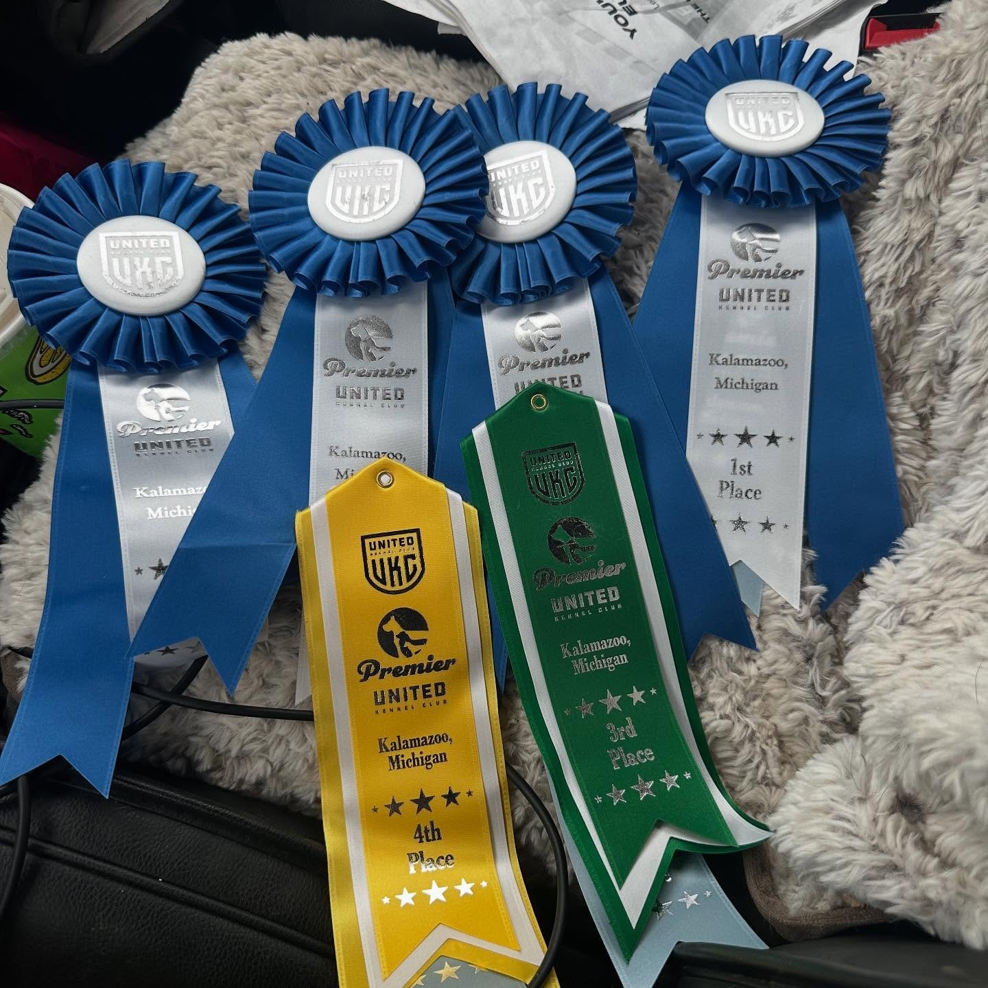 Vinci cleaned house in her Nosework! Got 1st place at Premier in 4 of her 6 trials, and one 3rd and one 4th. I am so proud of my girl! Tomorrow she has 4 trials in vehicle and exterior. She also only needs one more run to get her precision coursing a