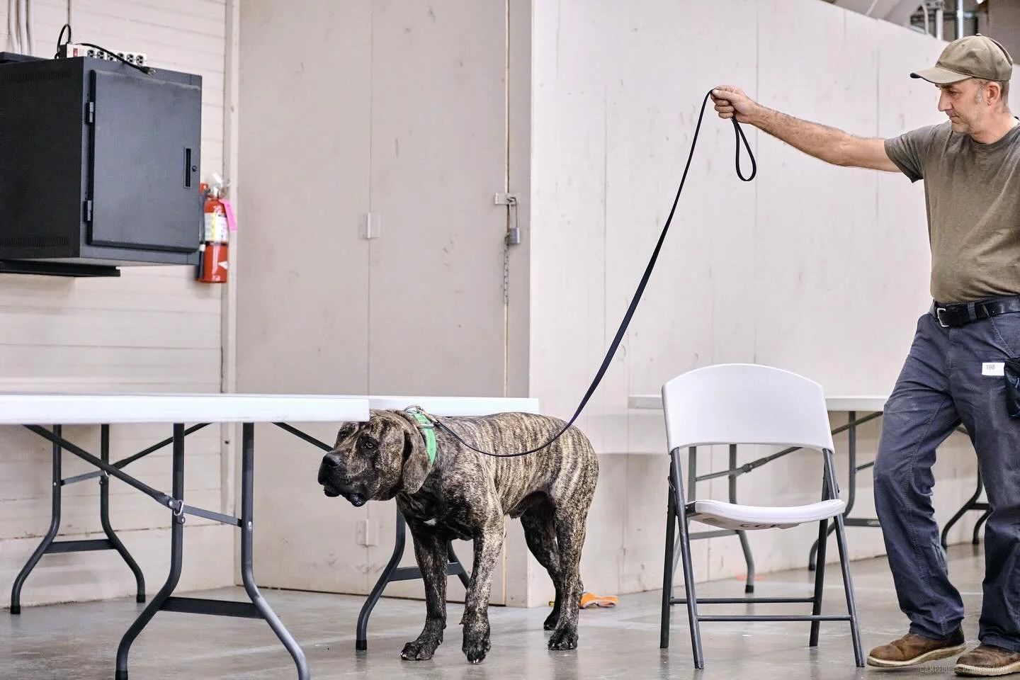 Romboel Vlasic and his handler Brian (dad to @ecco_qui_mal ) at Cashmere AKC Nosework 2025 p1.

They have made such a great team this year! We will miss Brian for the October UKC event, where I will be handling Vlasic and Defar will be with Melinda !