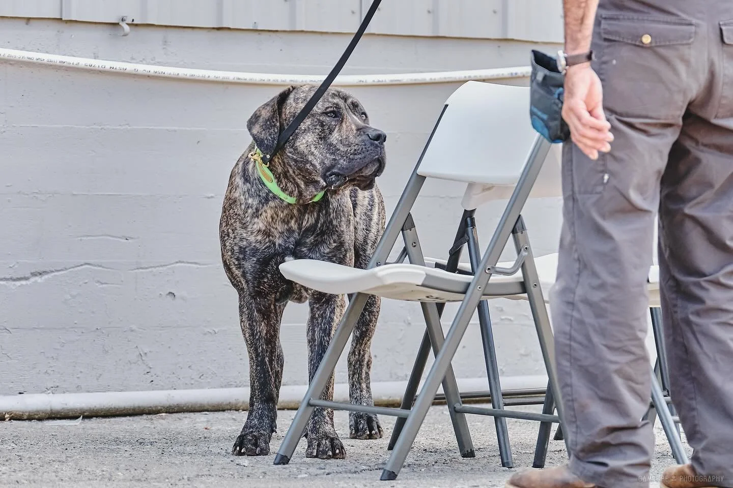Romboel Vlasic and his handler Brian (dad to @ecco_qui_mal ) at Cashmere AKC Nosework 2025 p3.

Photographer is @campfiredogphotography 💓