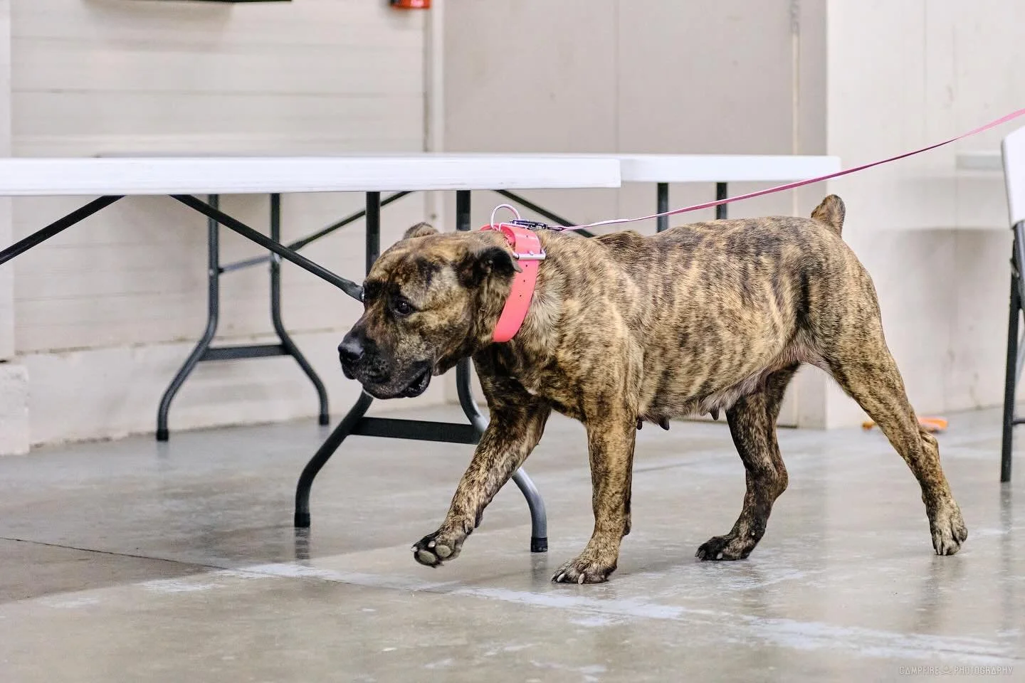 My heart dog who started it all💓Brickyard Defar
Part 1 of the Nosework Cashmere photos 

Photography by @campfiredogphotography