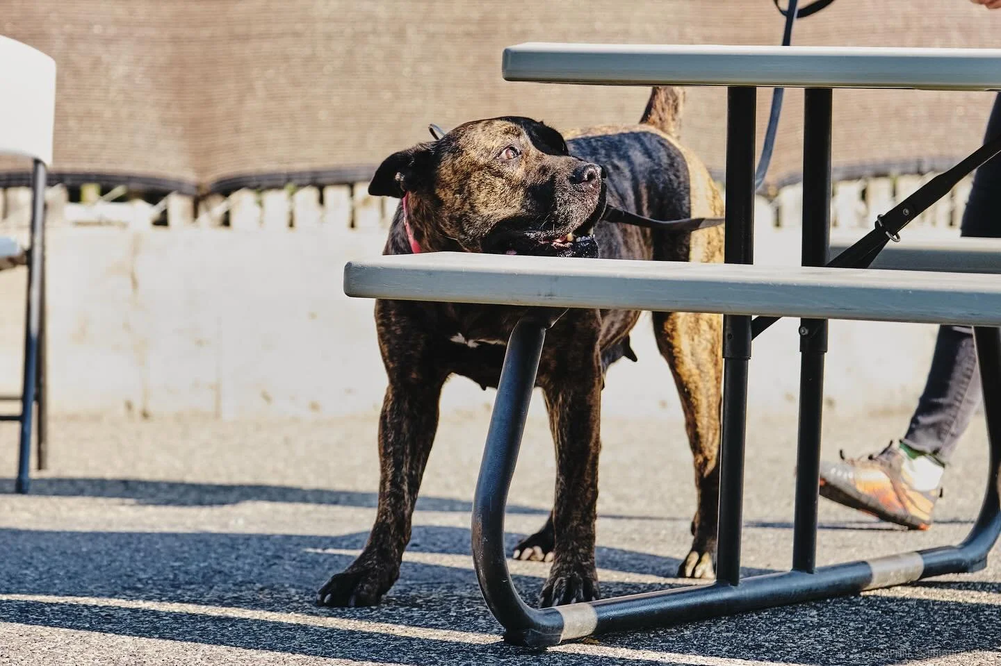 Brickyard Defar 
Part 2 of the Nosework Cashmere photos 

Photography by @campfiredogphotography