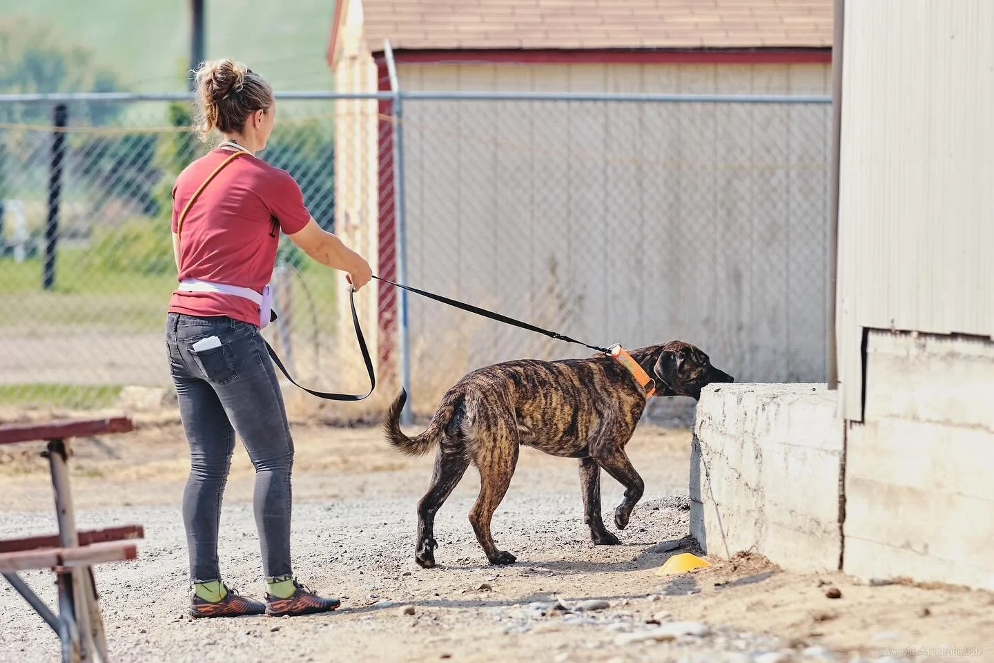Romboel Vinci AKC Nosework Cashmere 2025 p2

Photography by @campfiredogphotography