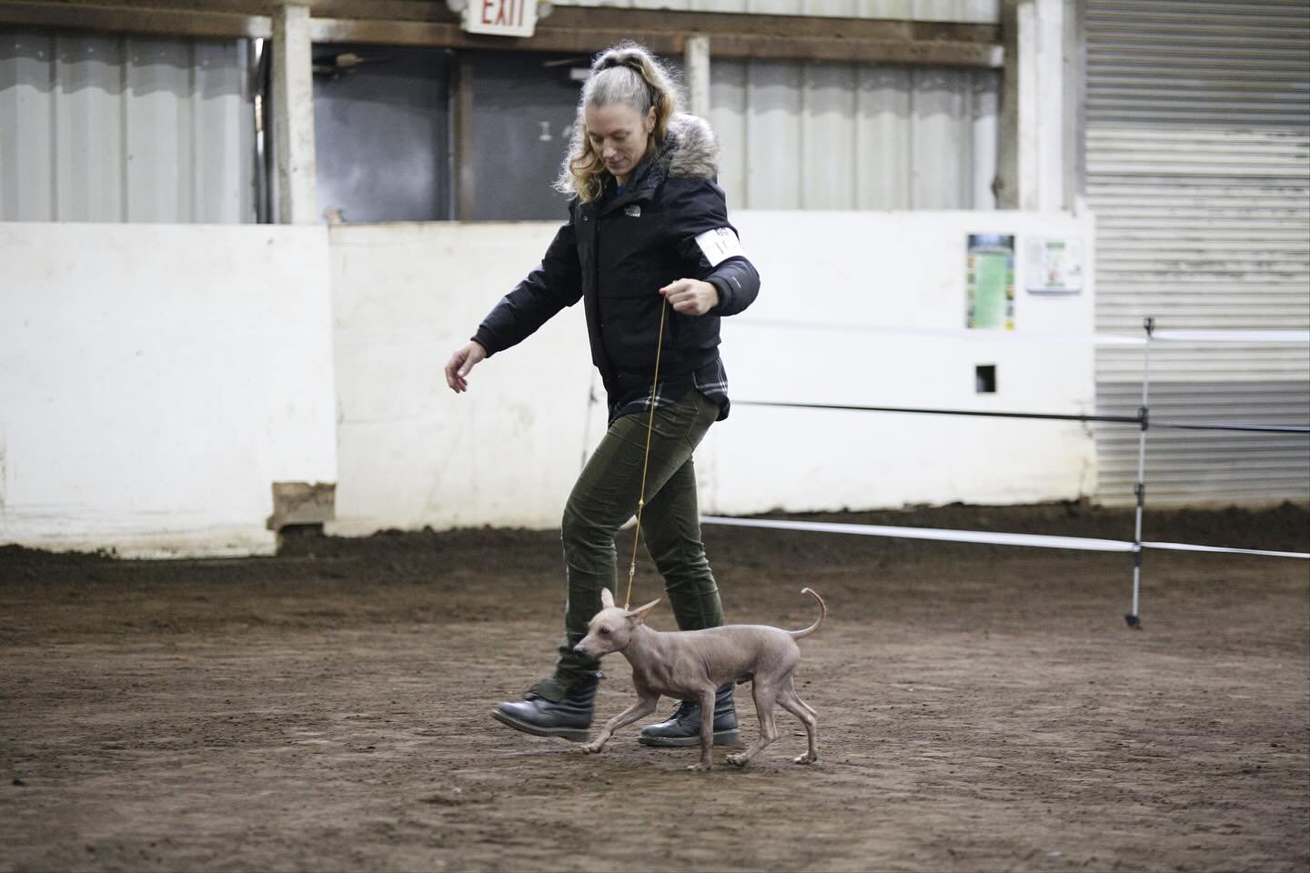 Tommy 💓. He said it was very cold in the PNW unheated horse barn.. but he did amazing ! (Don&rsquo;t worry they get their Jammie&rsquo;s before and after the ring immediately, so they are only nakkie for about 3 minutes total!).

Photos by Doug Brou