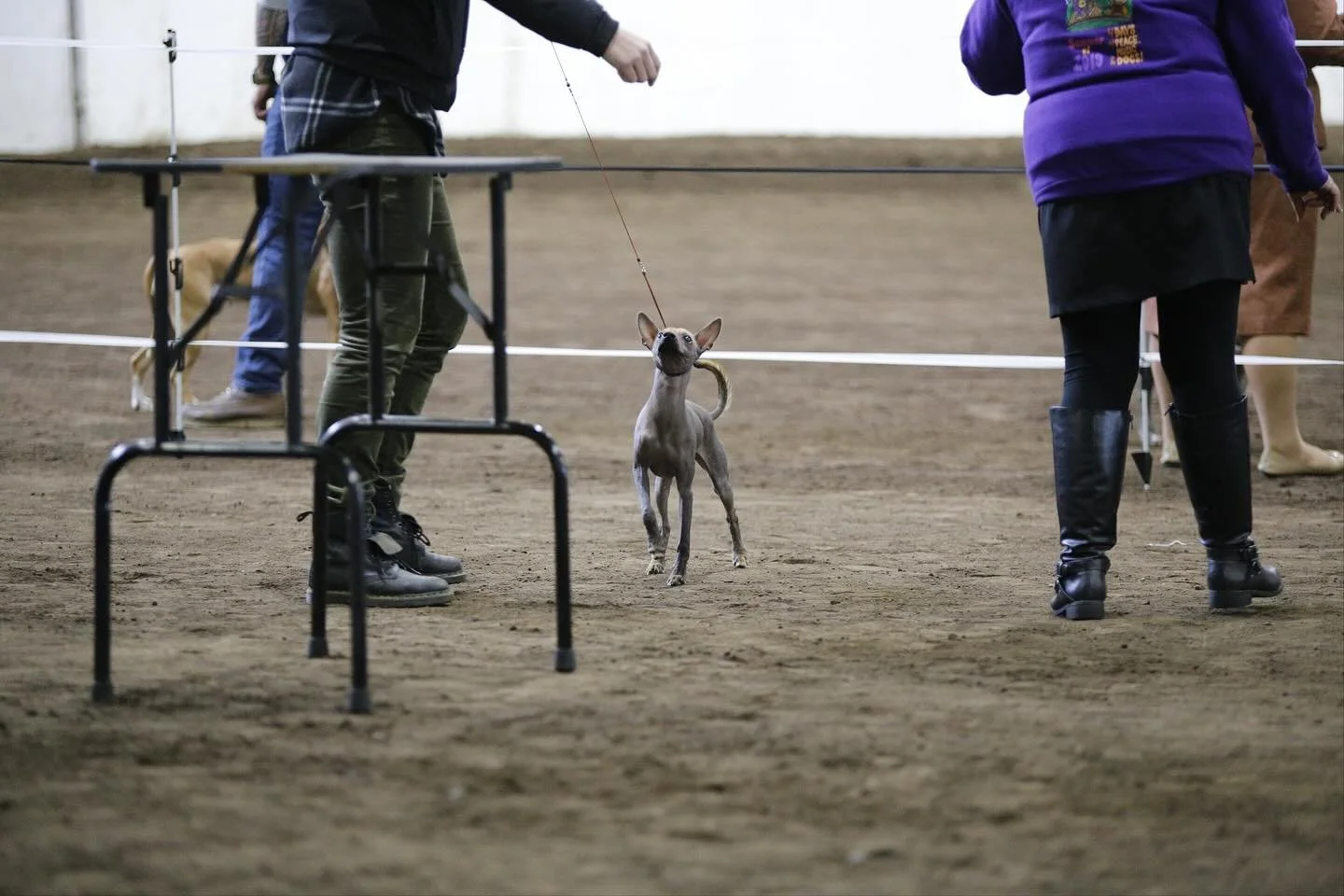 My girl Baz 💓

She is still working on not sprinting in the ring because life is full speed ahead for her!! But I am just letting her have fun, the gait will come with a little more time in. (She has a beautiful gait when she isn&rsquo;t running!!)
