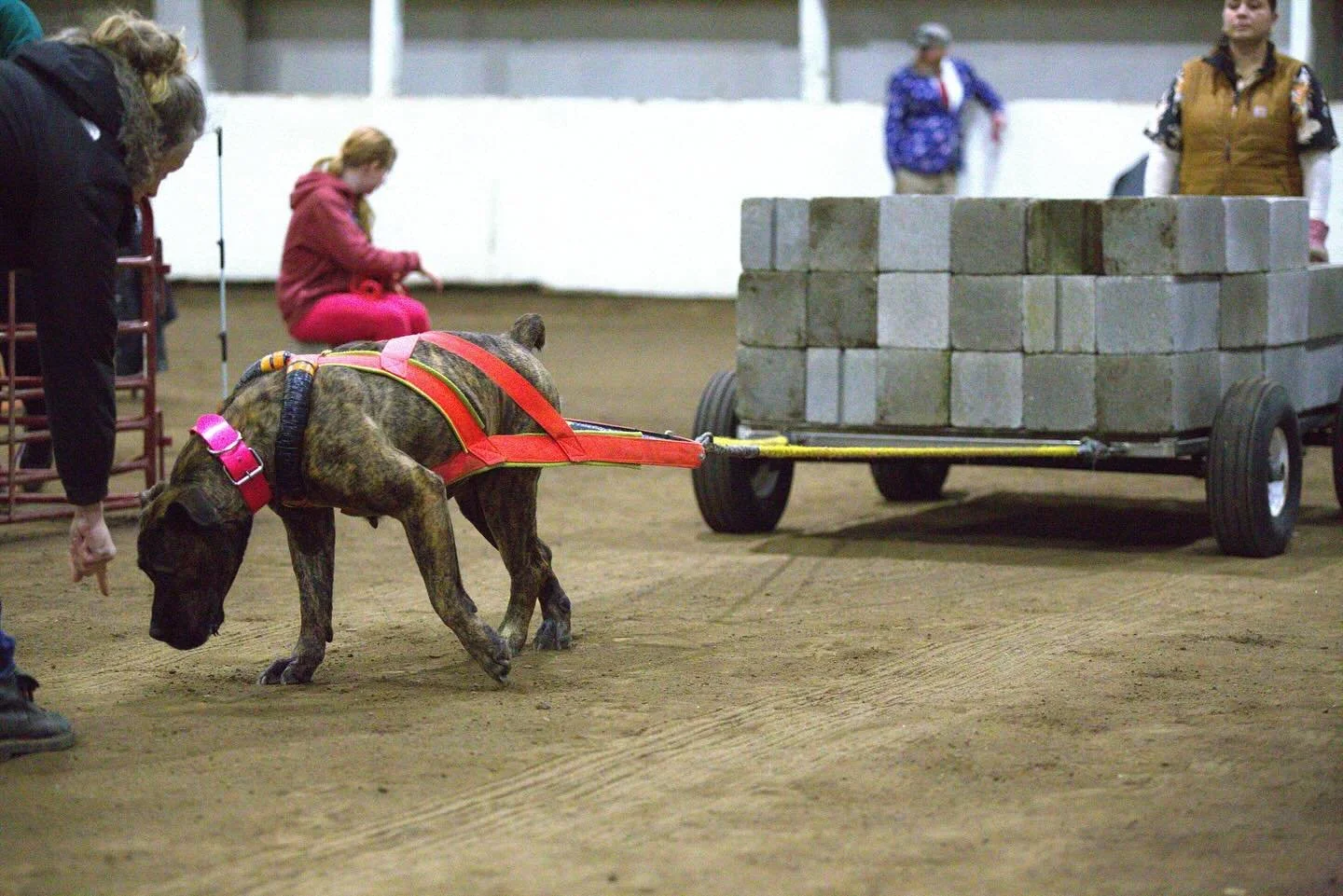 My Defar 💓. Not too bad doing a 4 day pull then 3 day pull with 2 trials a day back to back .  Seven is looking good on her!

Photography by Doug Broussard