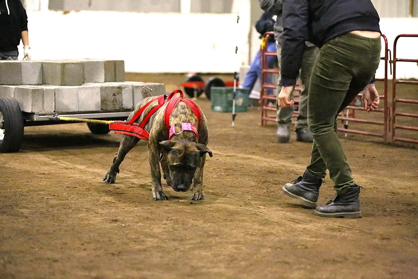 When you forget all of your harnesses .. luckily Julie and Doug let me borrow one of theirs that was too big for a 70lb APBT.. it was decent fit for Defar and idk how I even got it on Vlasic 🤣 but I appreciate that they got to pull!! 

Photography b