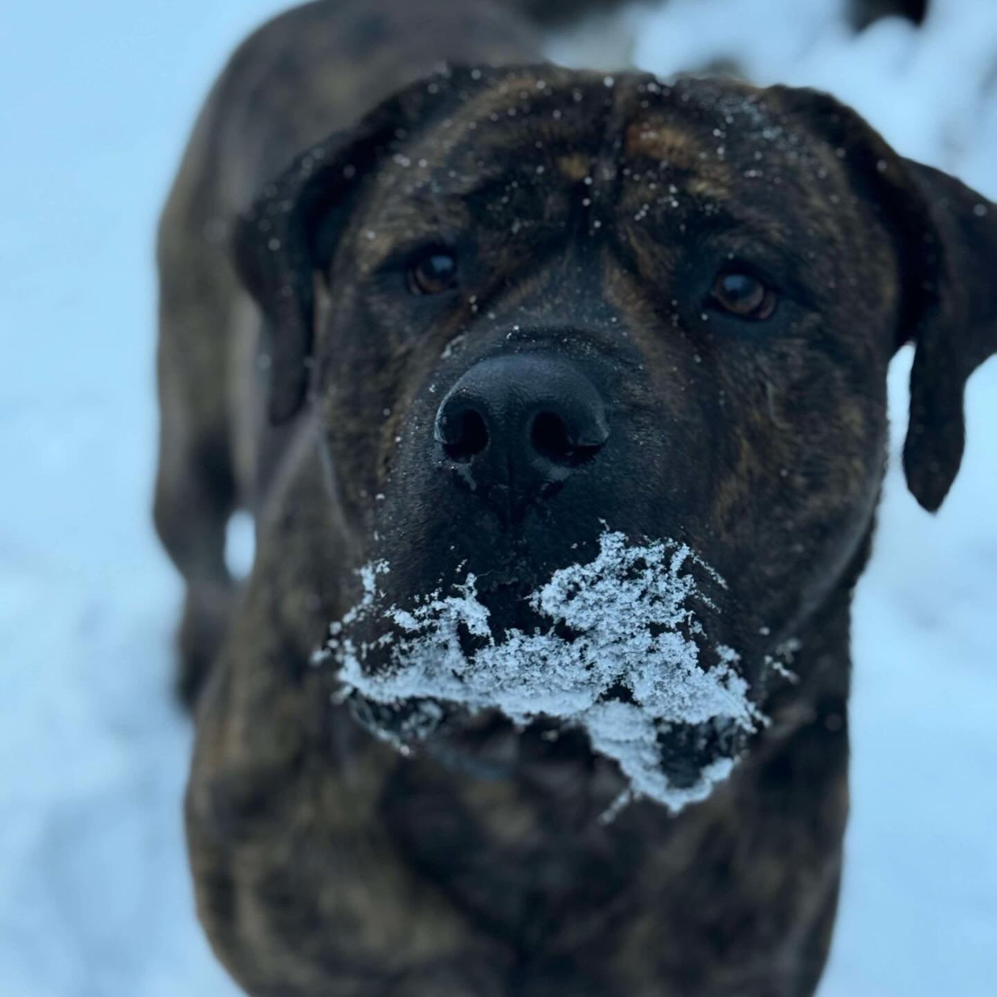 Winter wonderland with Romboel Bam 💓