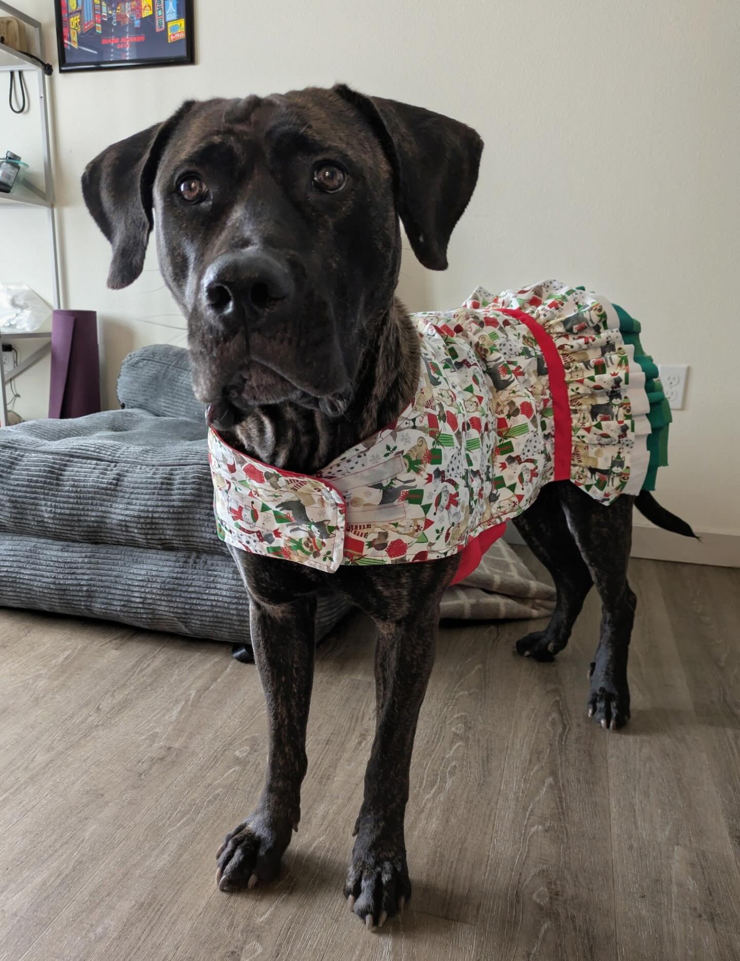 Azar and her hand made Christmas dress!! 🥰🥰