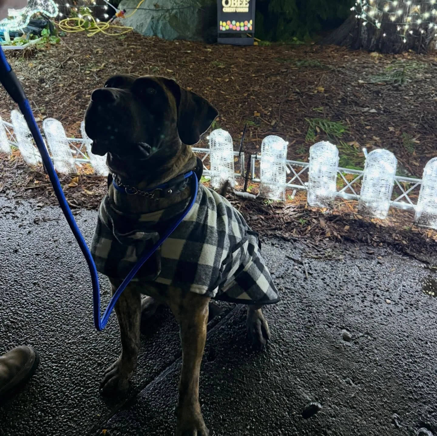 Obe with her family at Zoo lights 💓💓