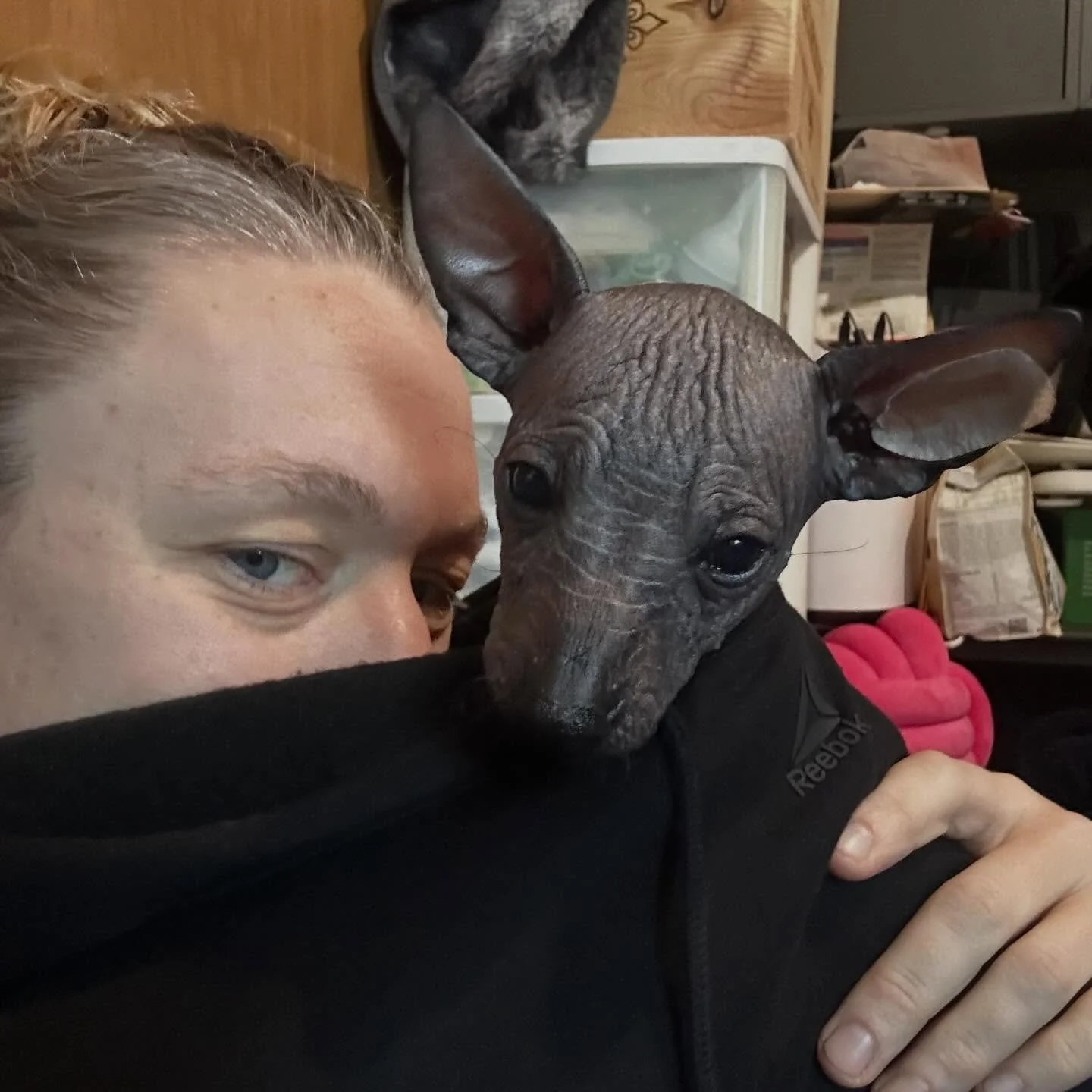 Peek-a-boo Apapaxoa 🥰