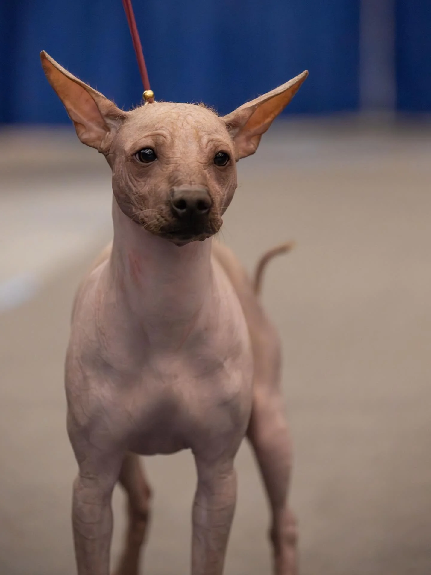 Tommy is now a Champion !

CH Sirius El Tomillo Rombauer STR VHMP VSWB SPOT-ON